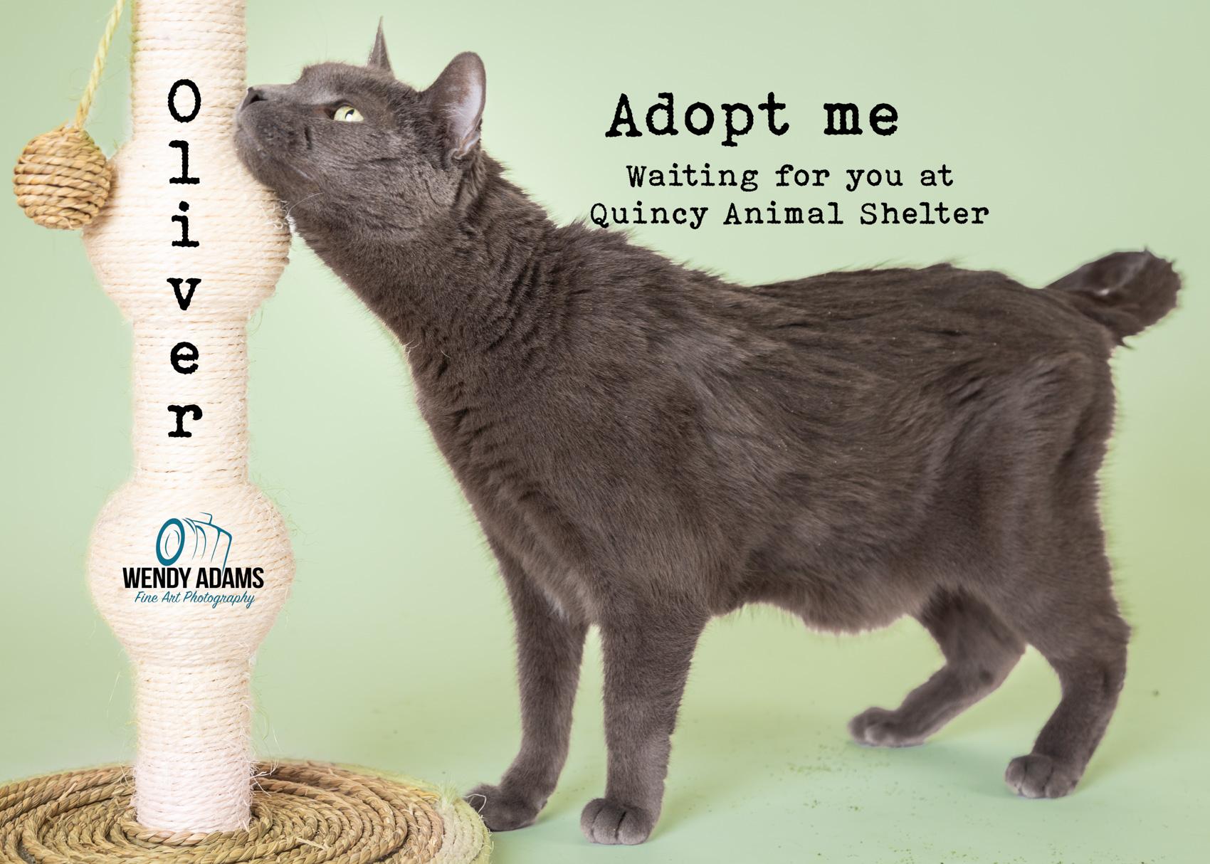 Enlarge Oliver, a Adoptable Domestic Short Hair in Quincy, MA image 4/4