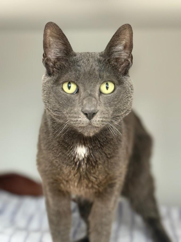 Oliver, Adoptable, Adult Male Domestic Short Hair.