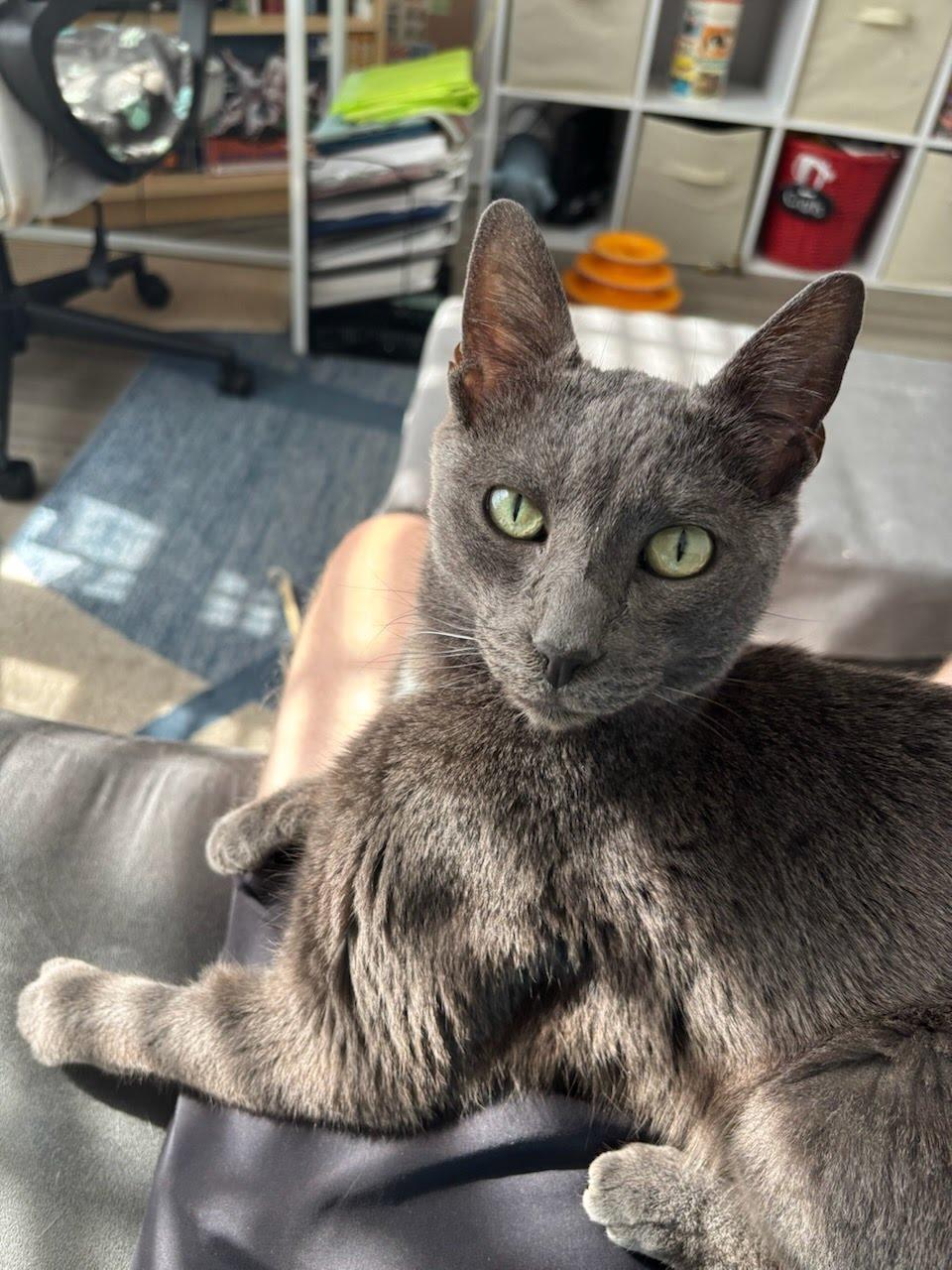 Enlarge Oliver, a Adoptable Domestic Short Hair in Quincy, MA image 3/4