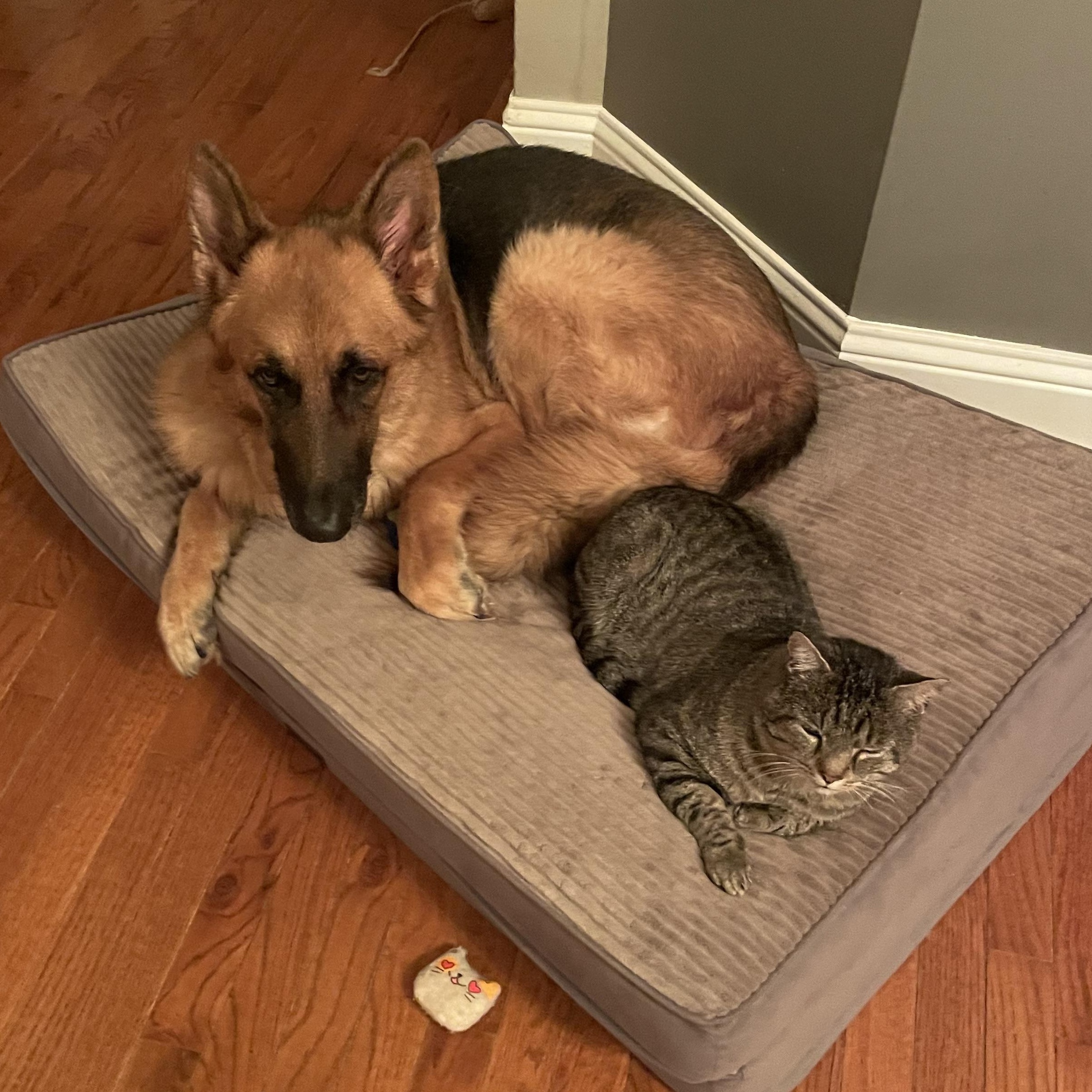 Enlarge (Formerly) Outside Dave, a Adoptable Domestic Short Hair in Bethel, CT image 6/6