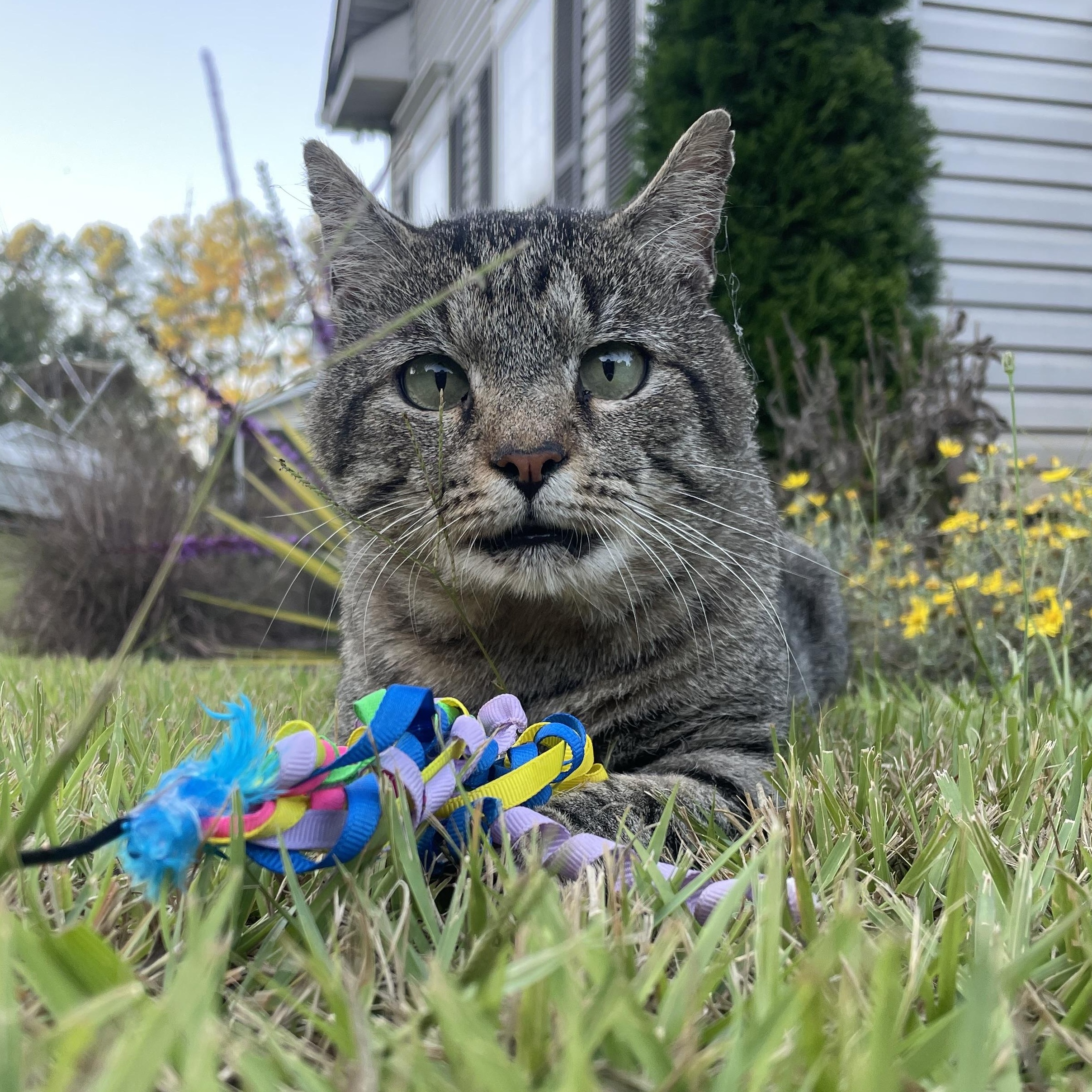 Enlarge (Formerly) Outside Dave, a Adoptable Domestic Short Hair in Bethel, CT image 1/6