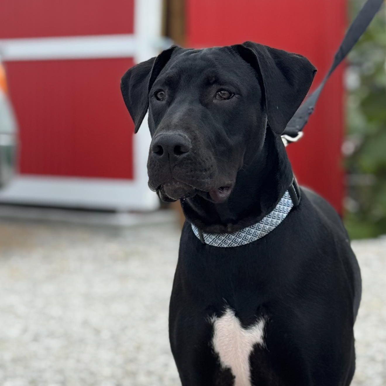 Enlarge Turnip, a Adoptable mixed breed in Kansas City, MO image 3/4