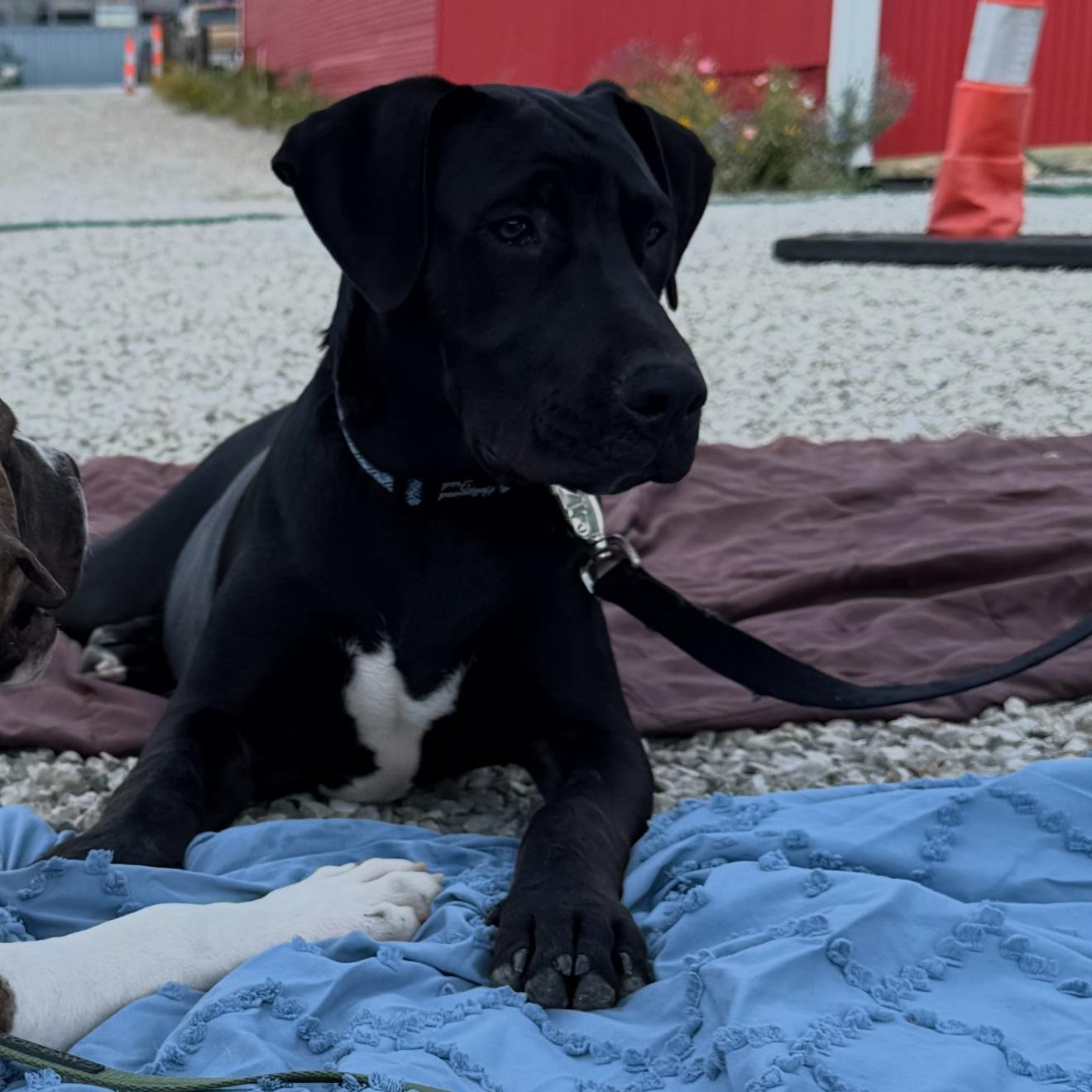 Enlarge Turnip, a Adoptable mixed breed in Kansas City, MO image 4/4