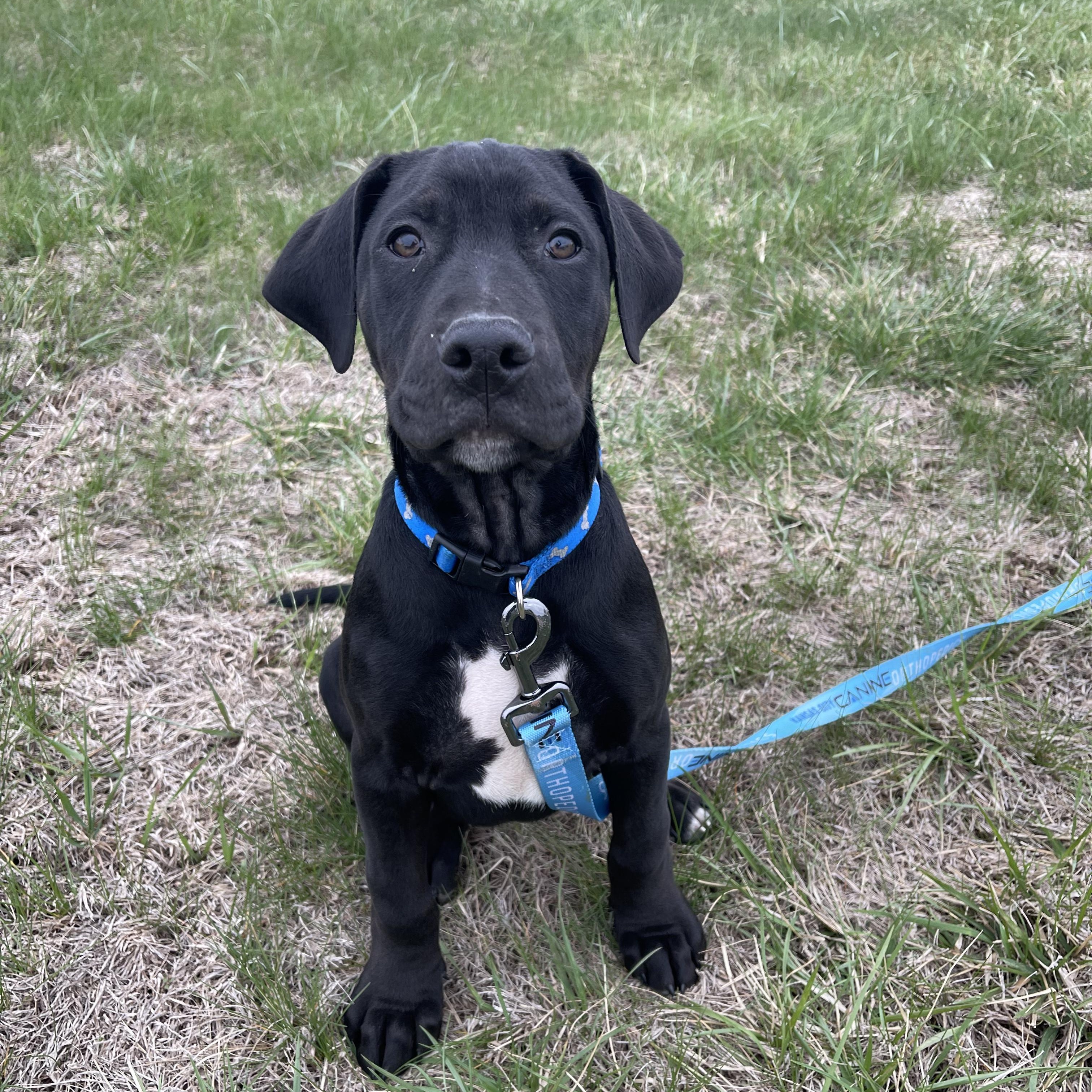 Enlarge Turnip, a Adoptable mixed breed in Kansas City, MO image 2/4