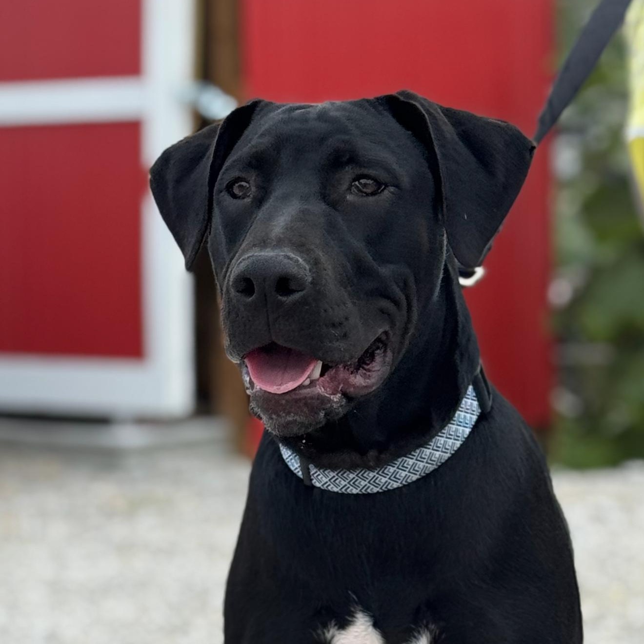 Turnip, Adoptable, Young Male Doberman Pinscher & Pit Bull Terrier.