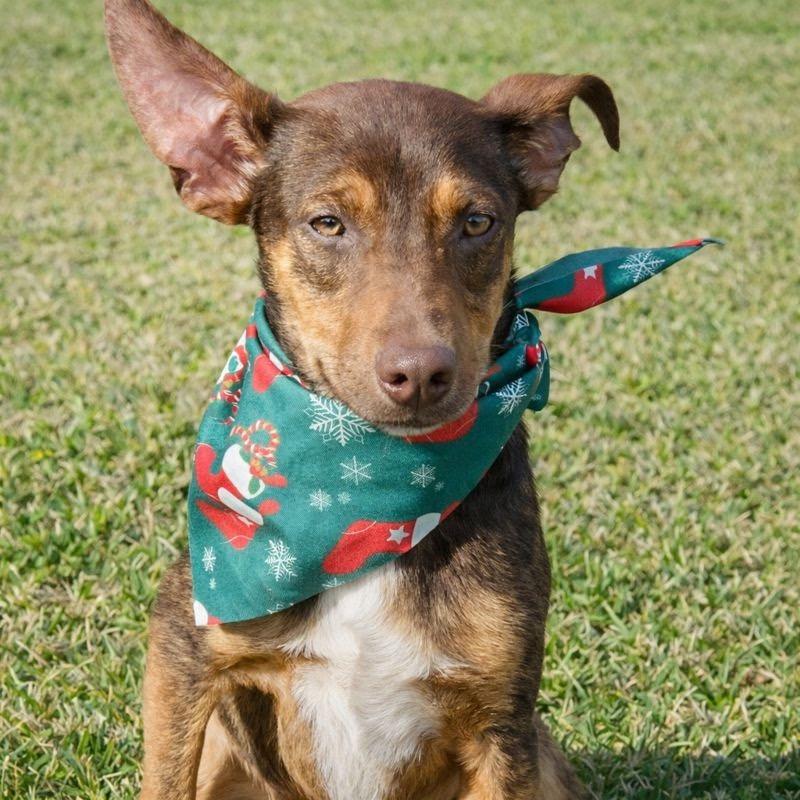 Tink — thumbnail 2