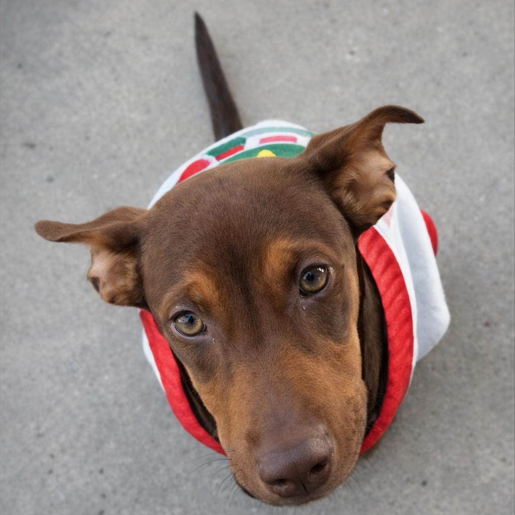 Tink — thumbnail 3