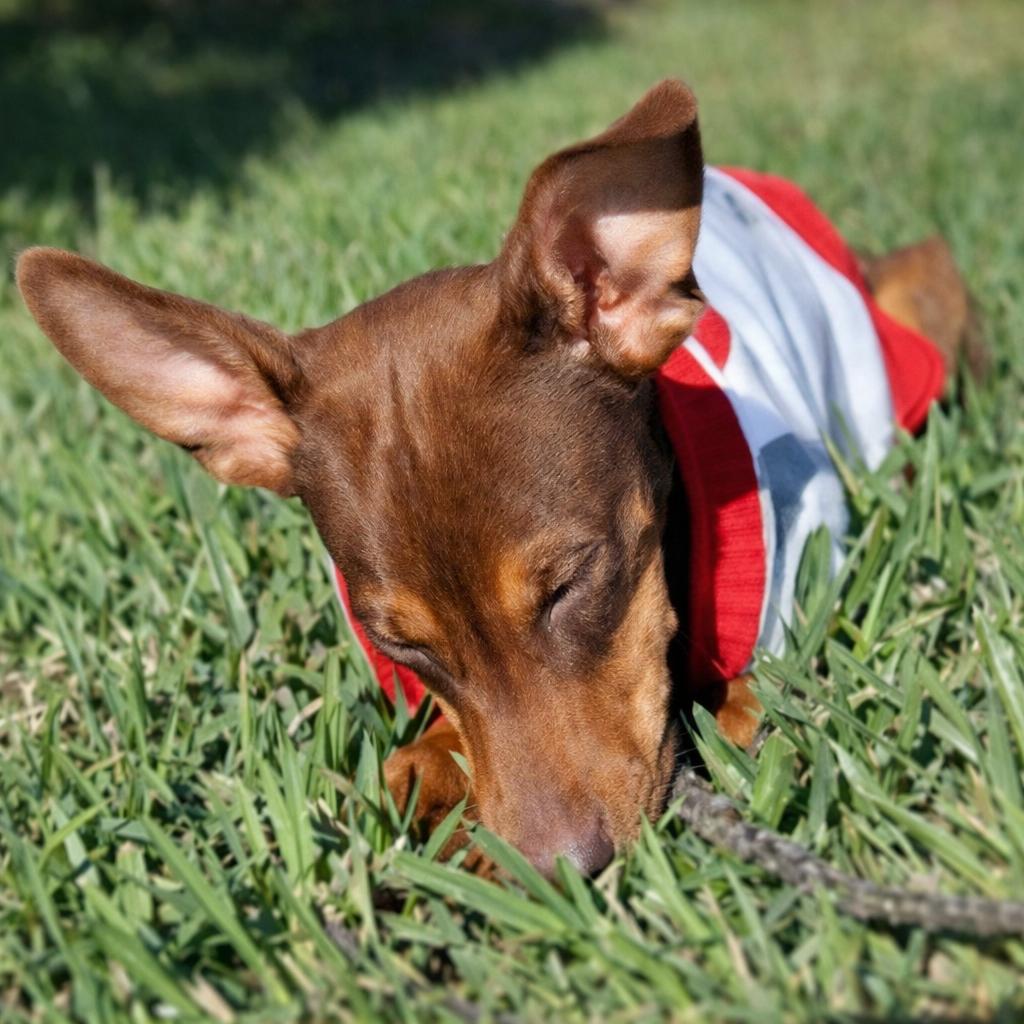 Tink — thumbnail 4