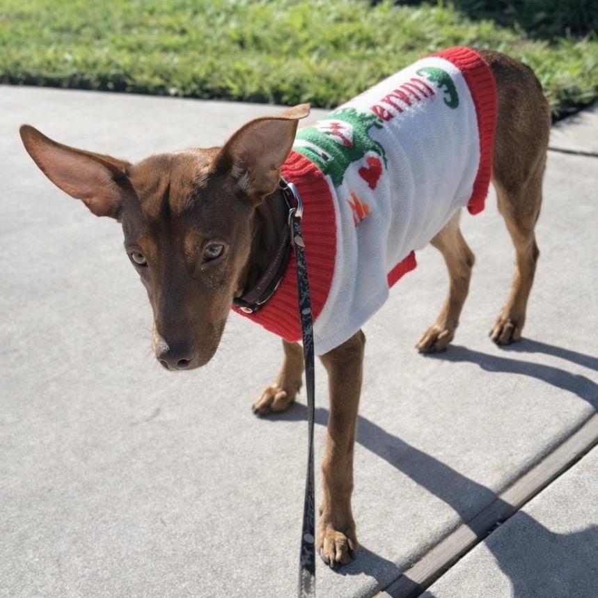 Tink — thumbnail 6