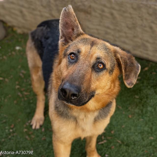 ASTORIA, Adoptable, Adult Female German Shepherd Dog & Mixed Breed.