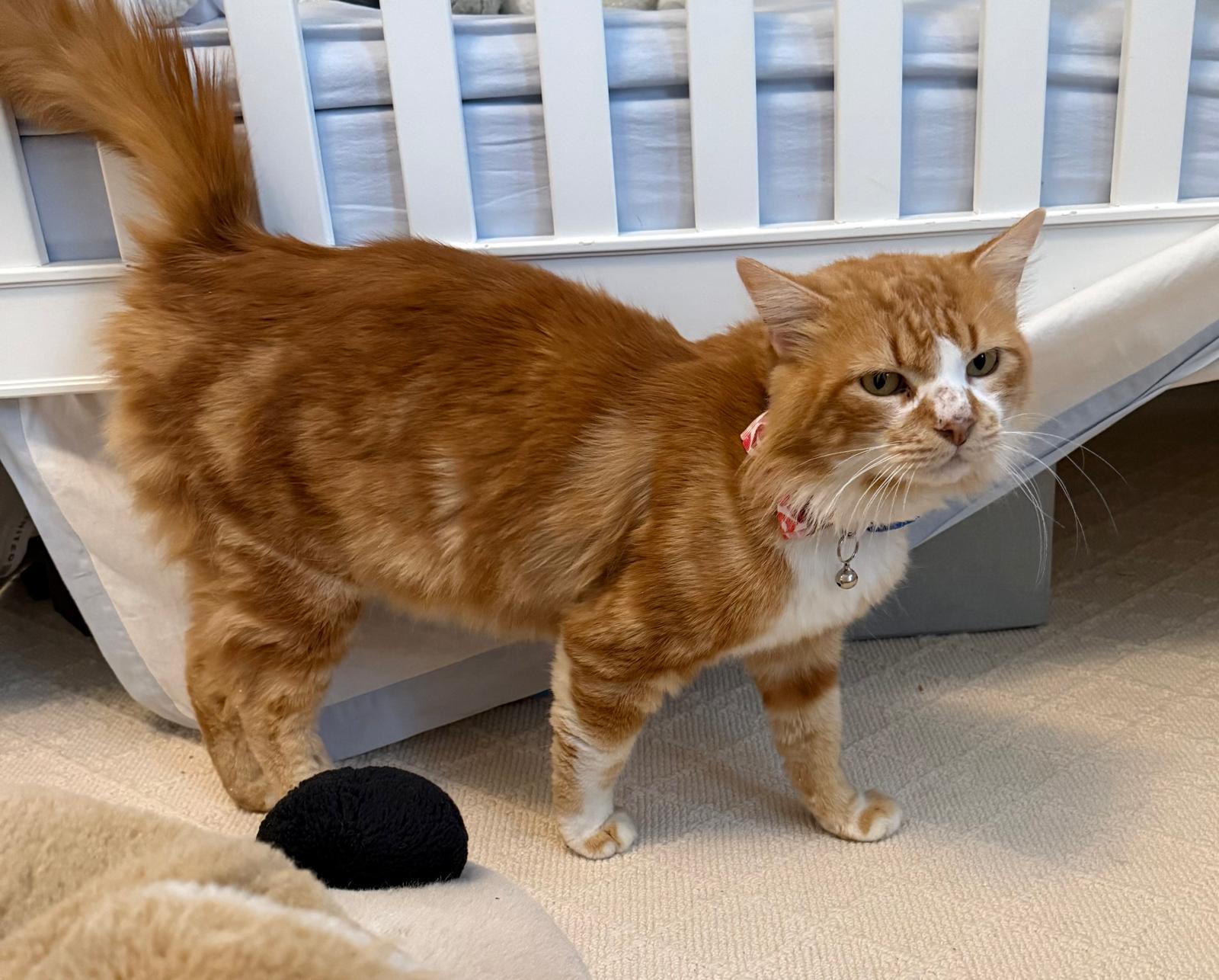 Enlarge Gordon, an adopted mixed breed in New York, NY image 3/3