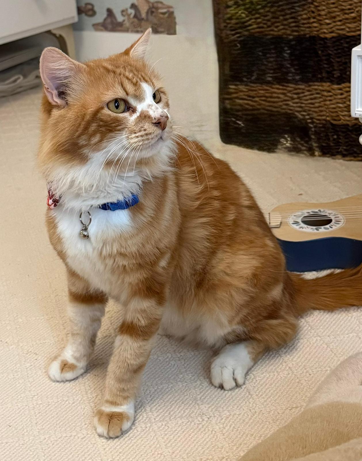 Enlarge Gordon, an adopted mixed breed in New York, NY image 2/3