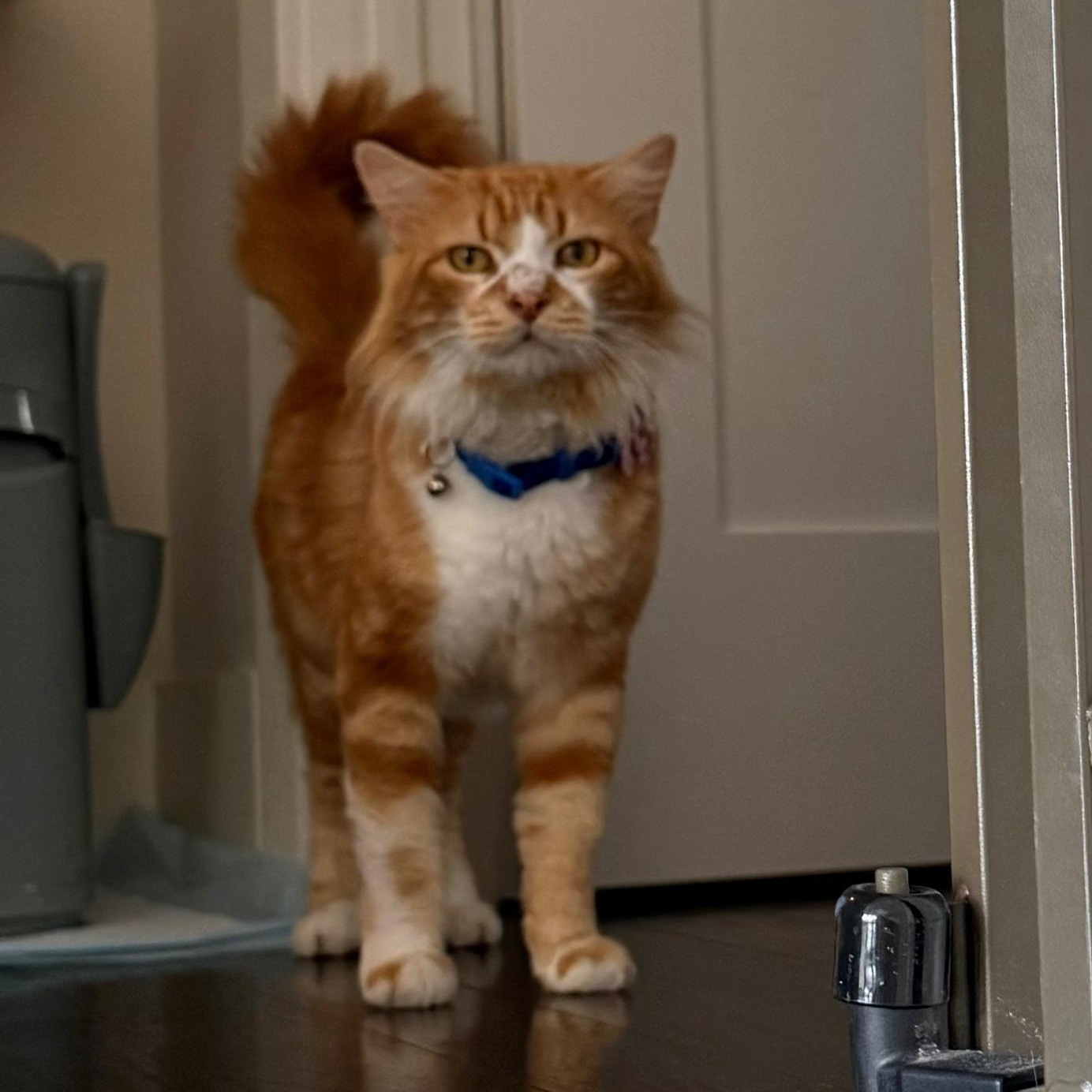 Gordon, adopted, Adult Male Domestic Medium Hair.