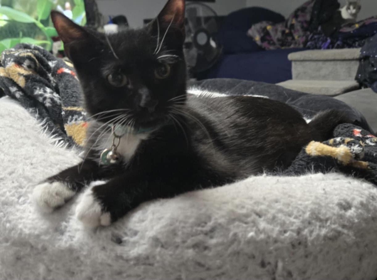 Edgar, Adoptable, Kitten Male Domestic Short Hair.