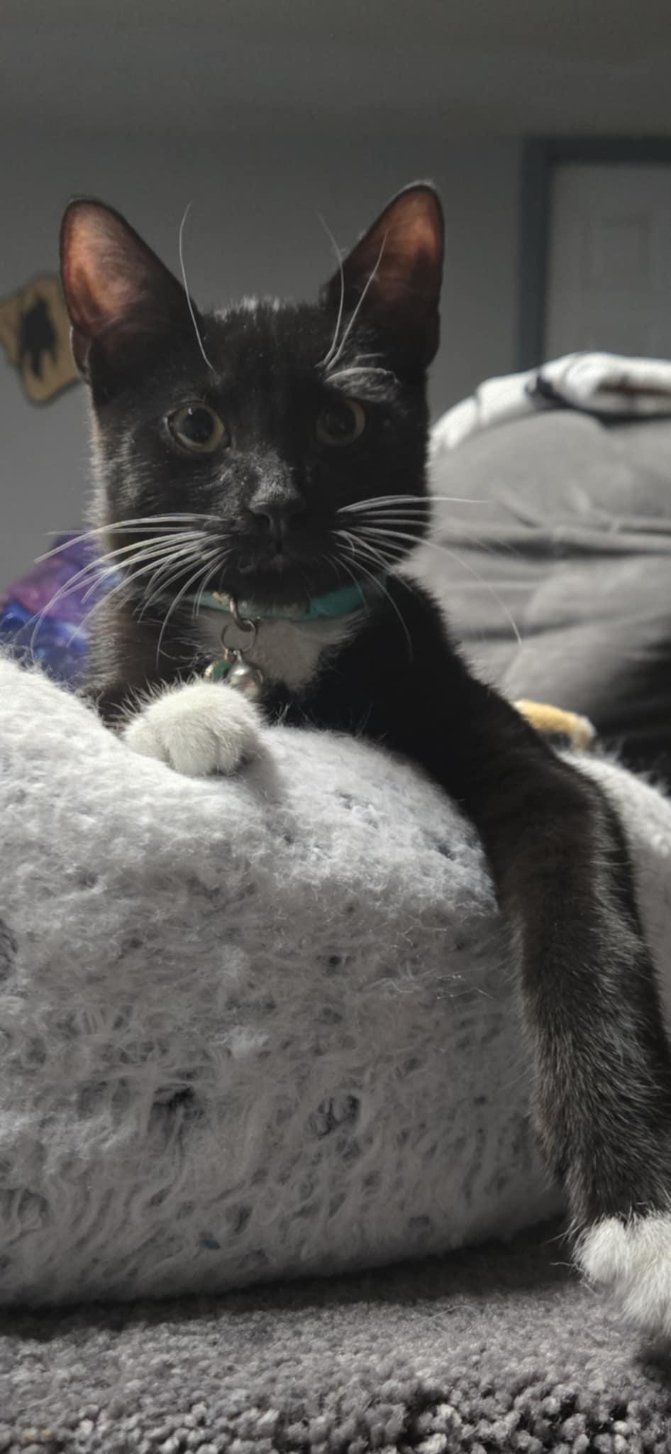 Edgar, a Adoptable Domestic Short Hair in staten island, NY image 2/3