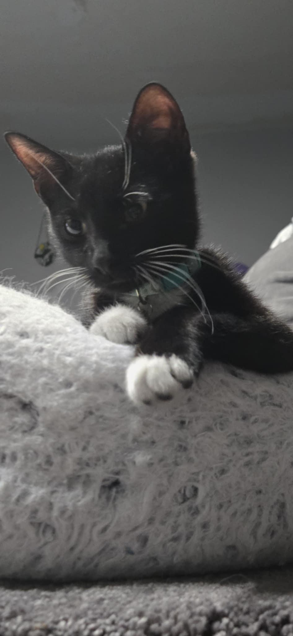 Edgar, a Adoptable Domestic Short Hair in staten island, NY image 3/3