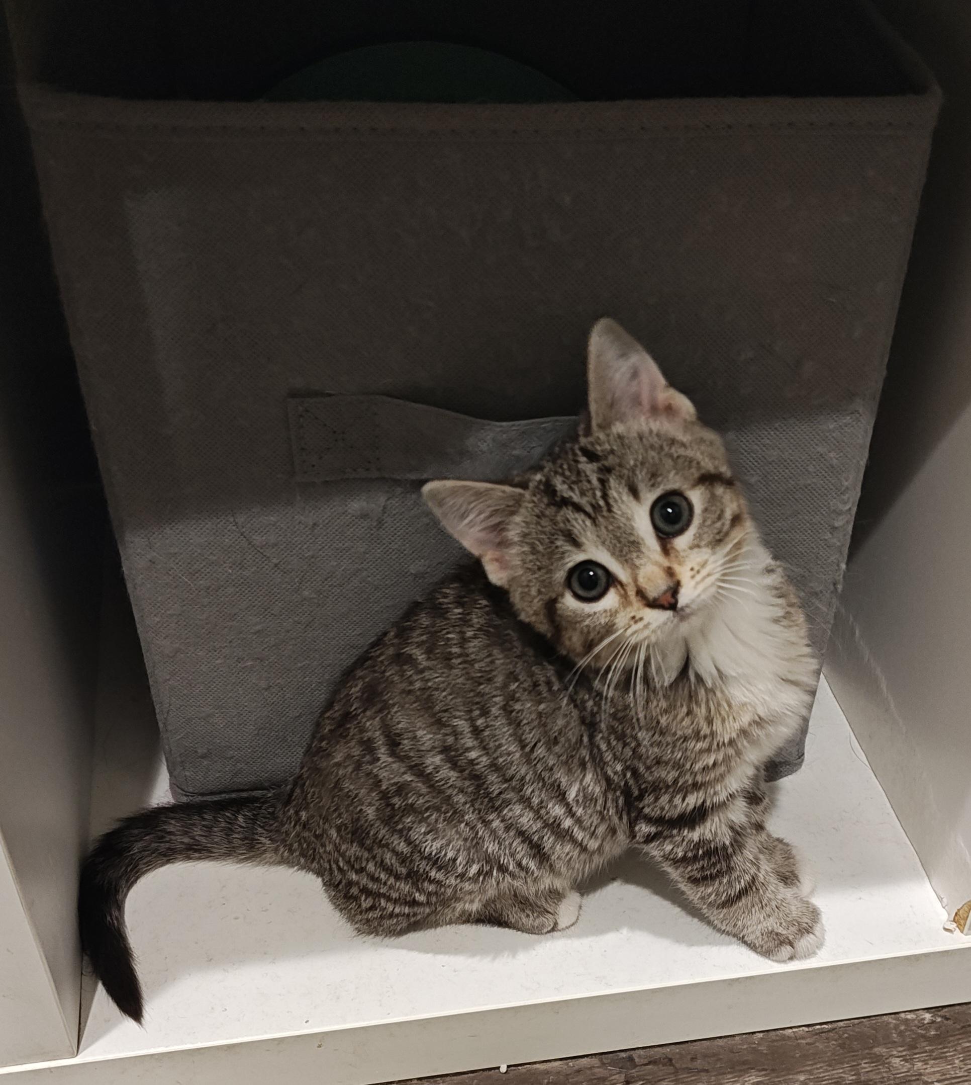 Enlarge Griffen, an adopted Domestic Short Hair in Bloomsdale, MO image 1/1
