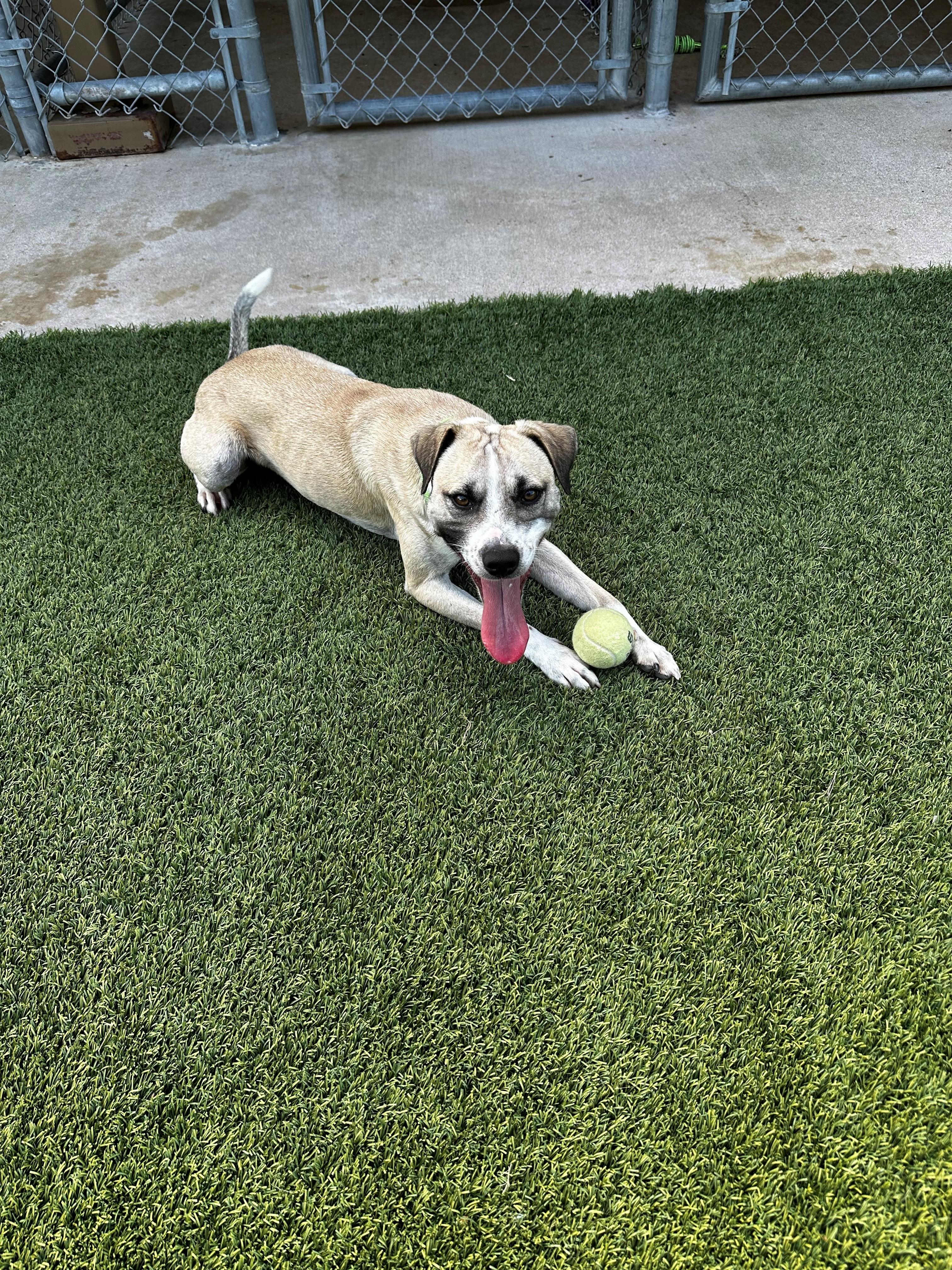 Enlarge Bowie, a ADOPTABLE mixed breed in Lake Dallas, TX image 3/3