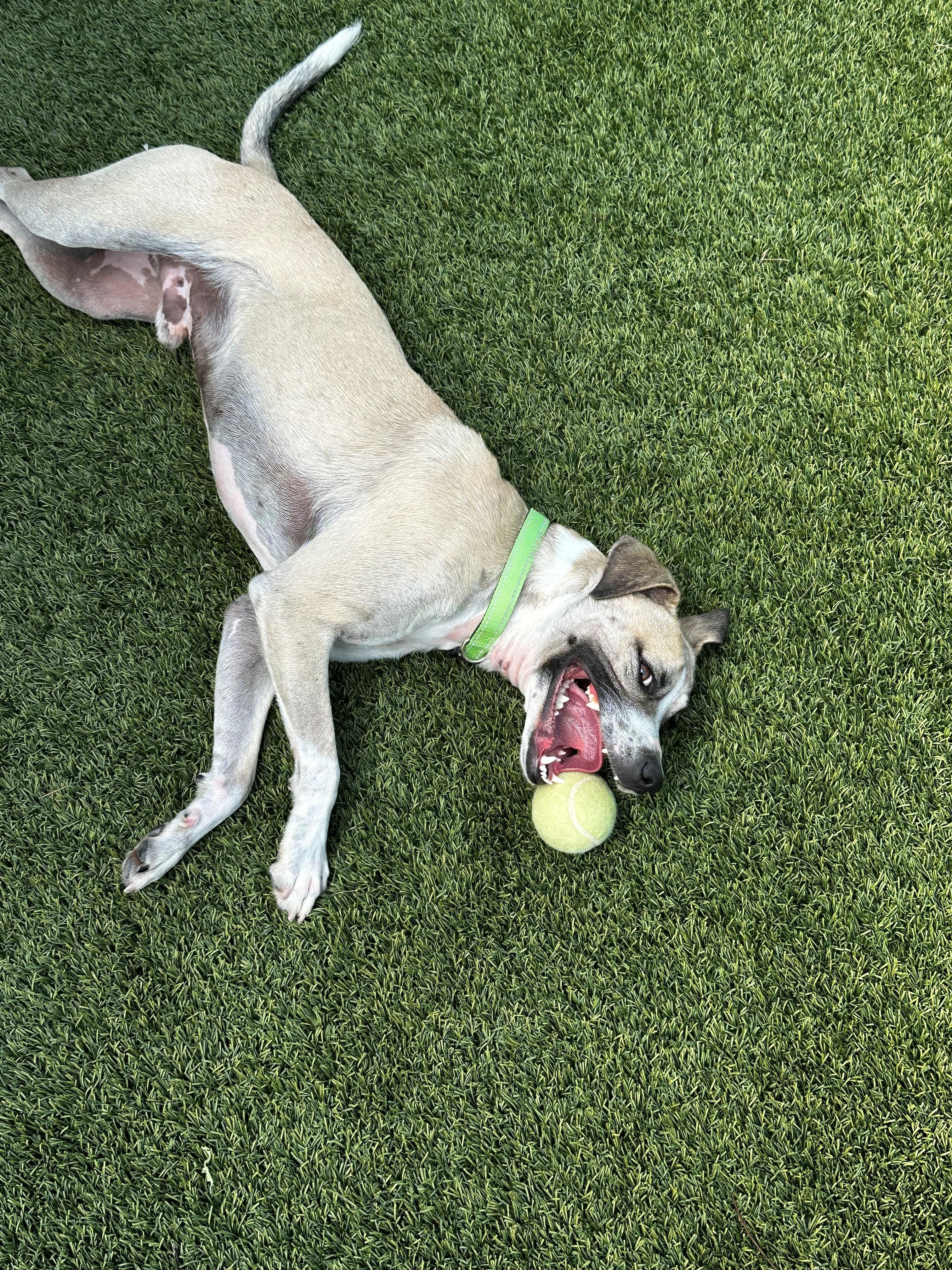 Bowie, ADOPTABLE, Adult Male Terrier.