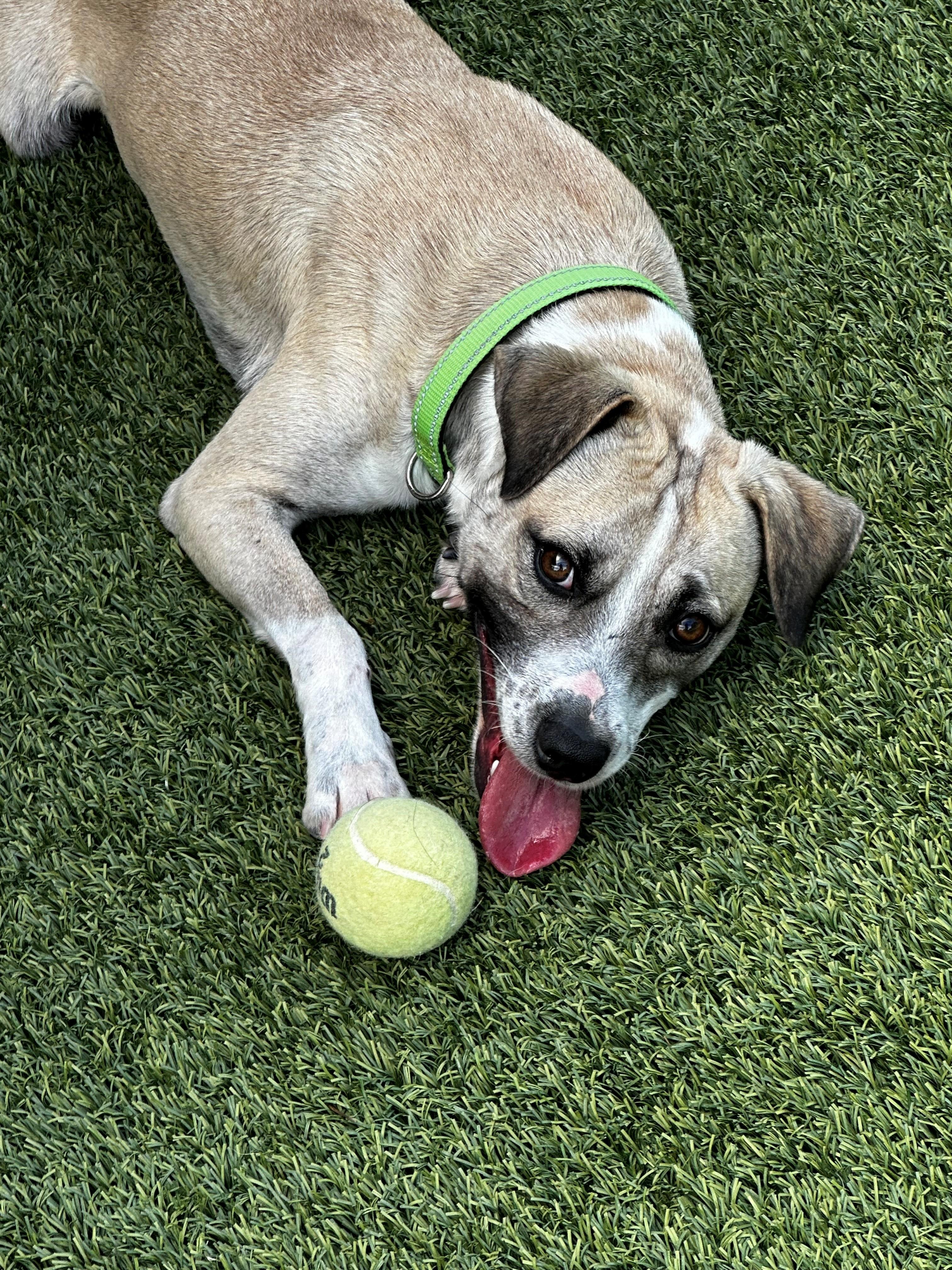 Enlarge Bowie, a ADOPTABLE mixed breed in Lake Dallas, TX image 2/3