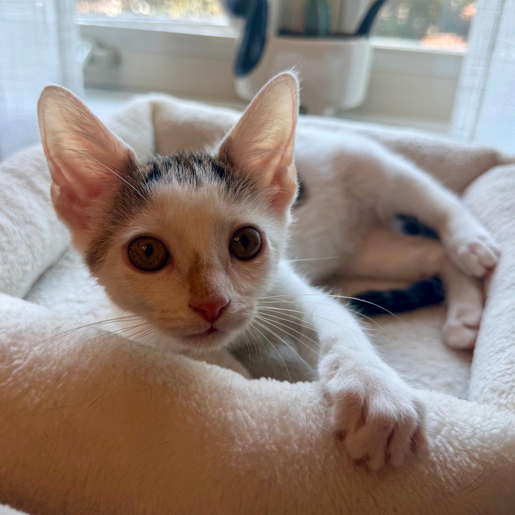 Aster, Adoptable, Kitten Male Domestic Short Hair.