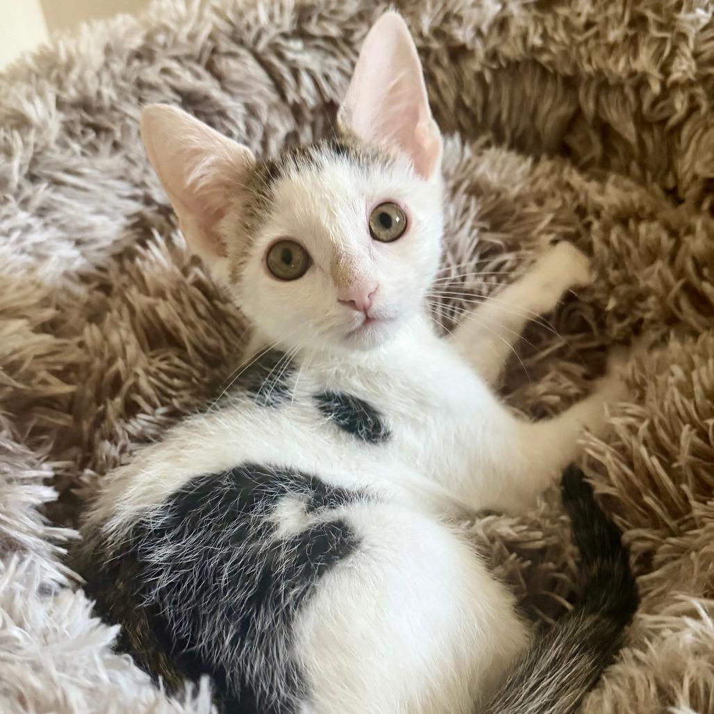 Aster, a Adoptable Domestic Short Hair in Staten Island, NY image 2/6