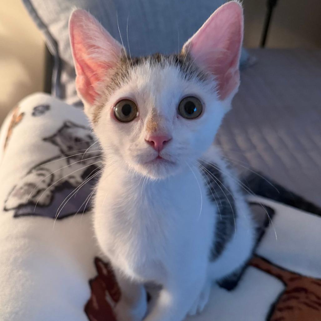 Aster, a Adoptable Domestic Short Hair in Staten Island, NY image 3/6