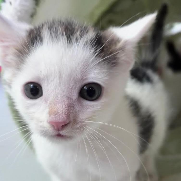 Aster, a Adoptable Domestic Short Hair in Staten Island, NY image 4/6