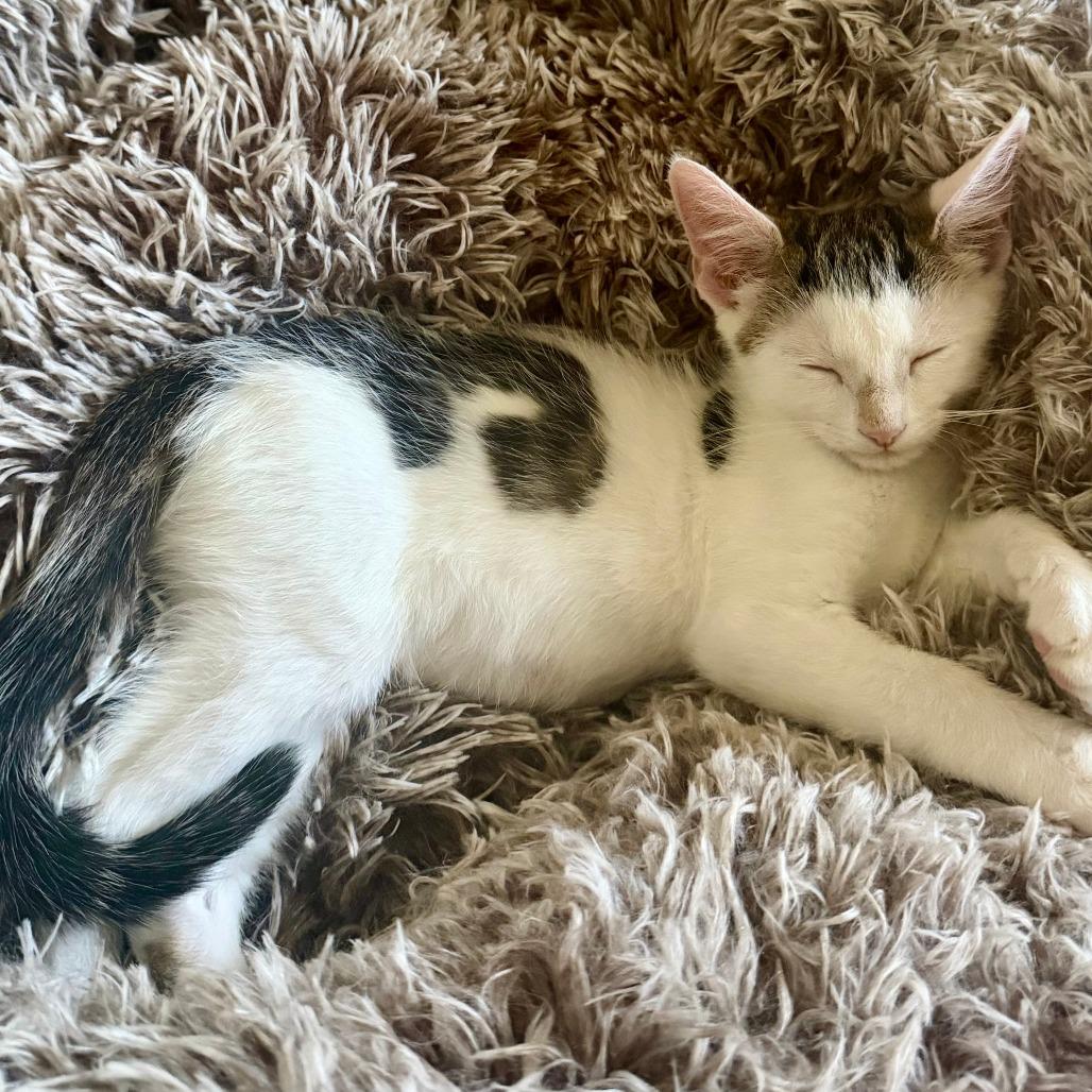 Aster, a Adoptable Domestic Short Hair in Staten Island, NY image 5/6