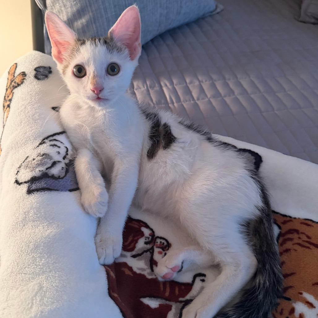 Aster, a Adoptable Domestic Short Hair in Staten Island, NY image 6/6