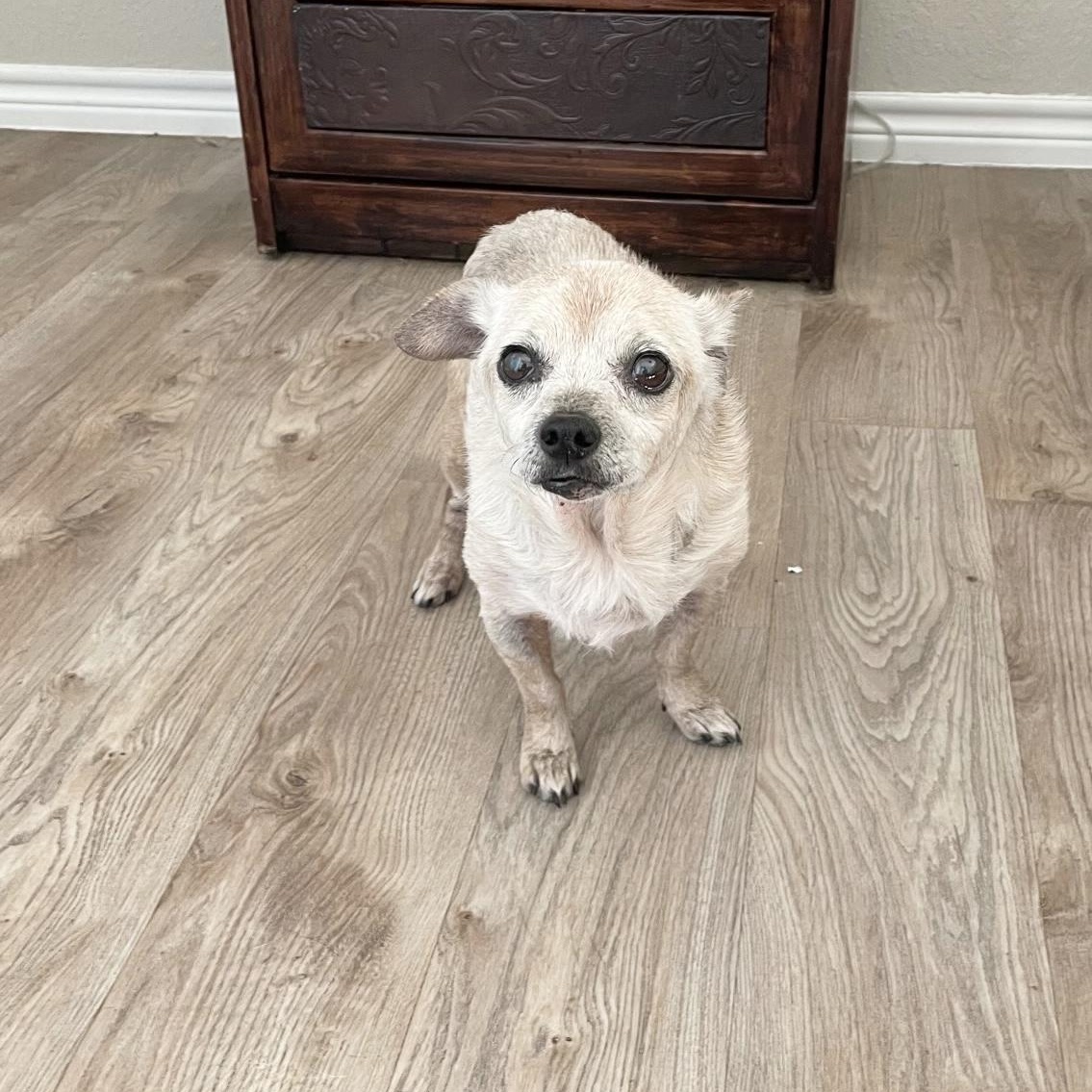 Enlarge Sweet old Albert, a Adoptable mixed breed in West Hartford , CT image 3/5