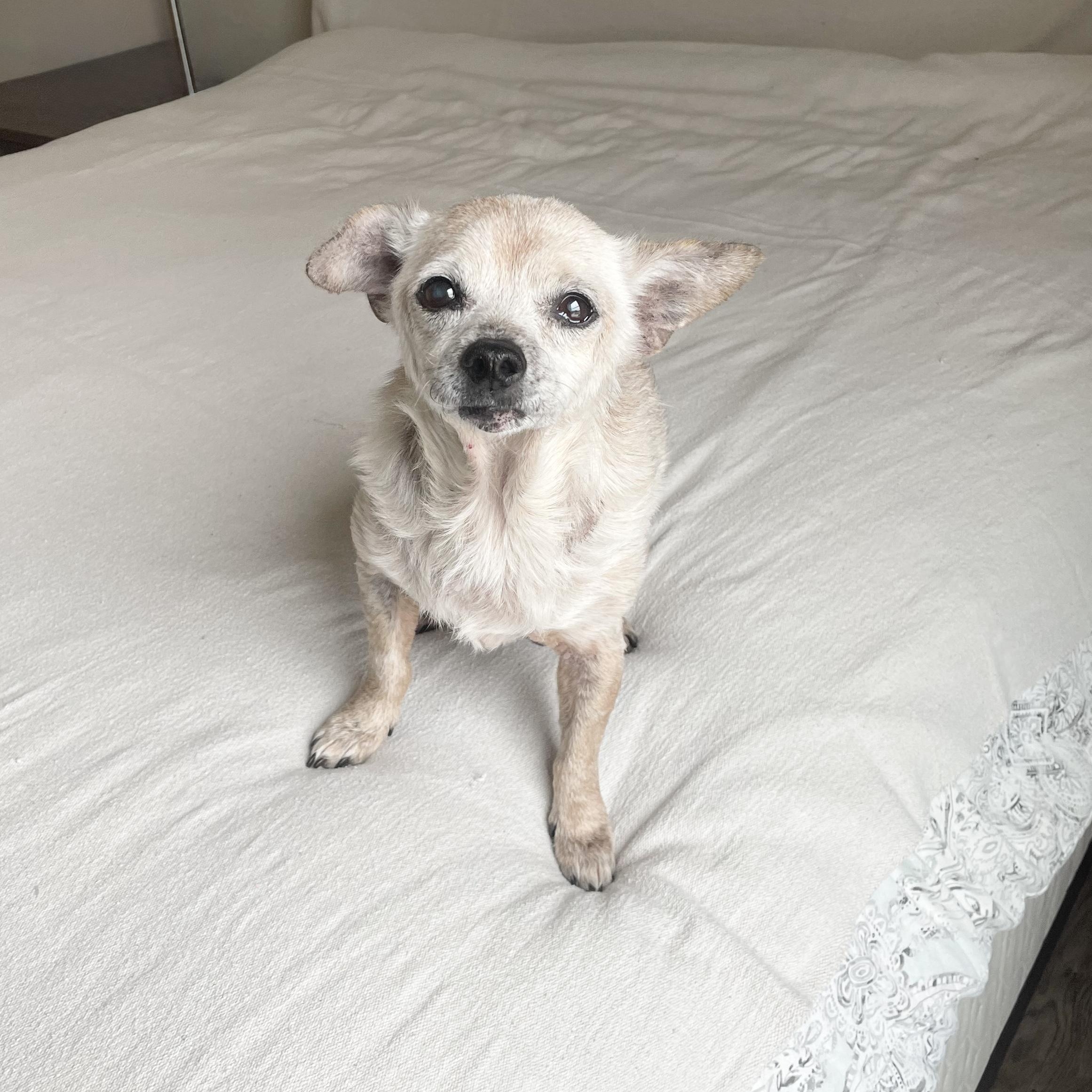 Sweet old Albert, Adoptable, Senior Male Chihuahua & Norfolk Terrier.
