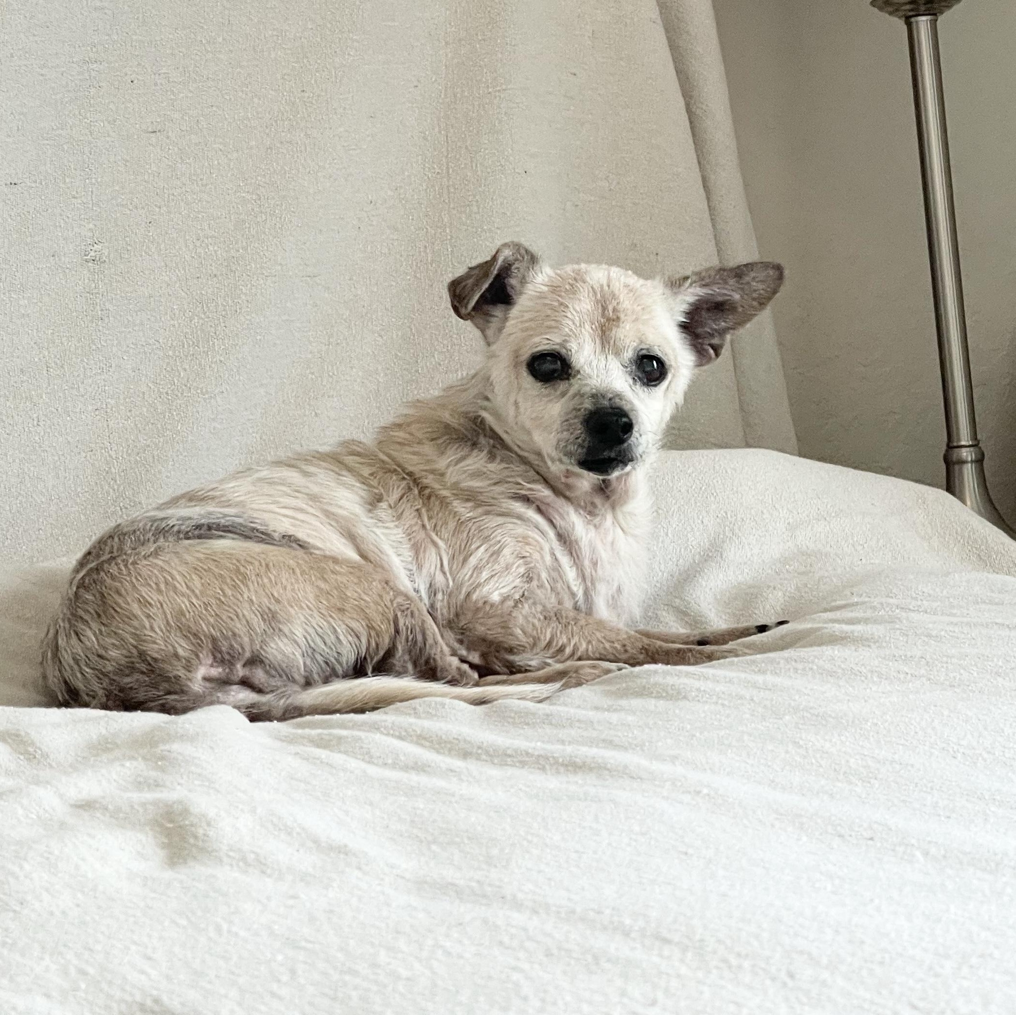 Enlarge Sweet old Albert, a Adoptable mixed breed in West Hartford , CT image 5/5