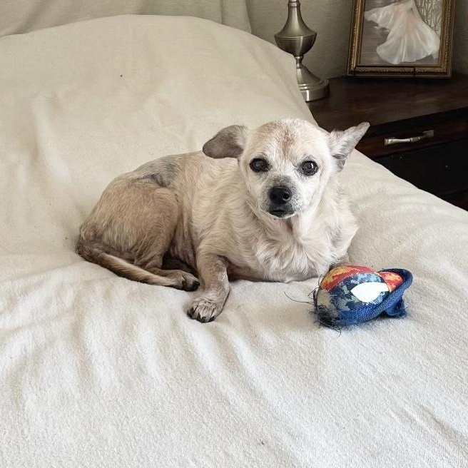 Enlarge Sweet old Albert, a Adoptable mixed breed in West Hartford , CT image 4/5