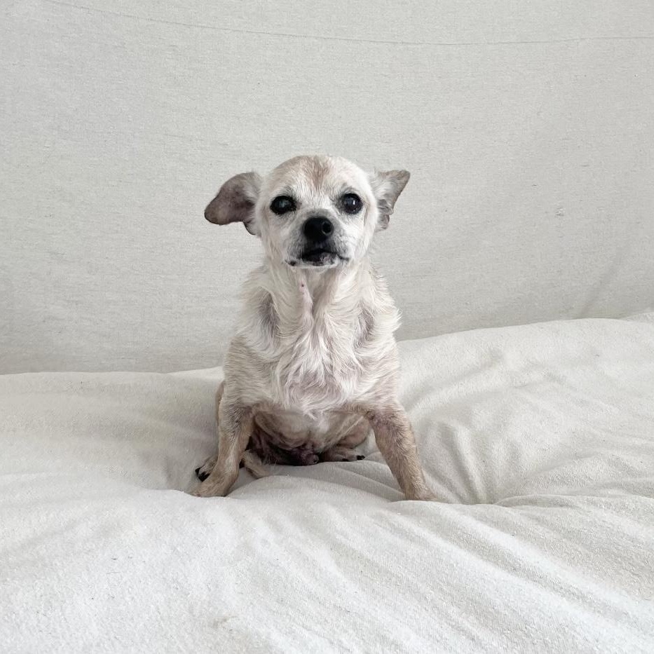 Enlarge Sweet old Albert, a Adoptable mixed breed in West Hartford , CT image 2/5