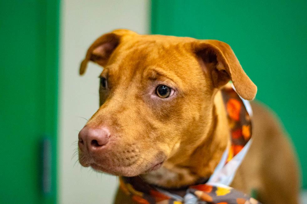 Pumpkin, Adoptable, Young Male Terrier.