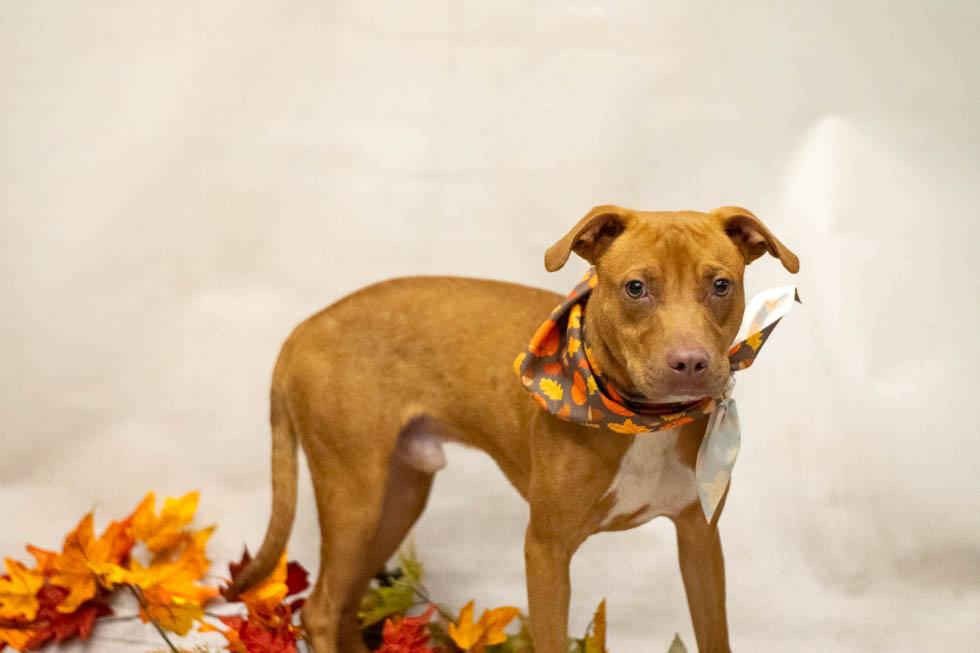 Enlarge Pumpkin, a Adoptable mixed breed in Sanford, FL image 2/2