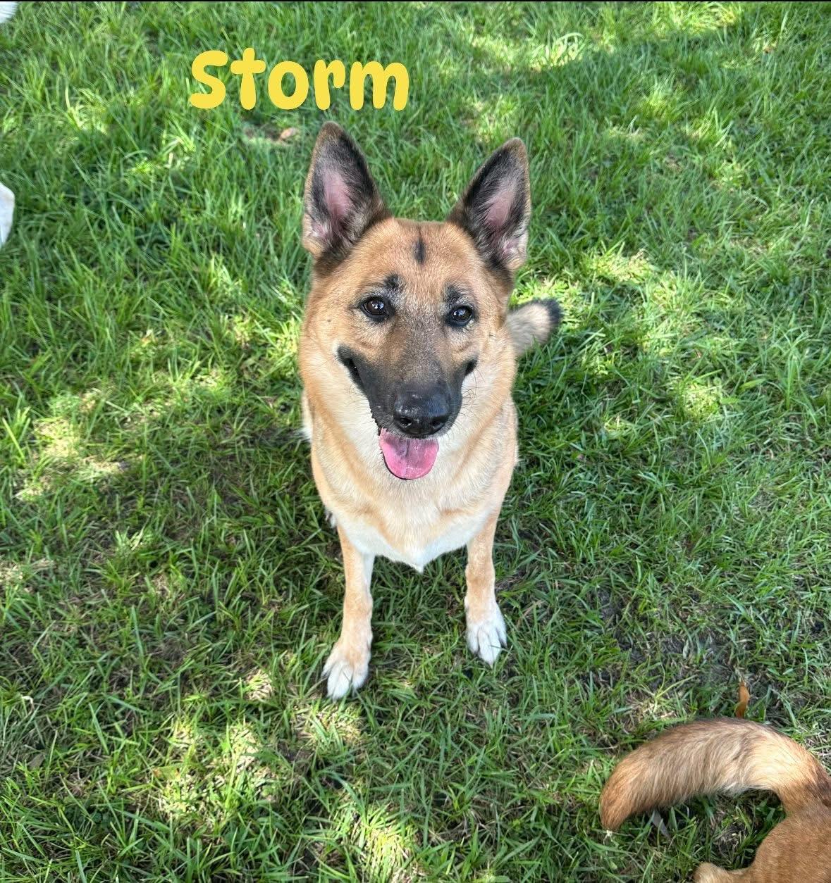 Storm, Adoptable, Adult Female German Shepherd Dog.