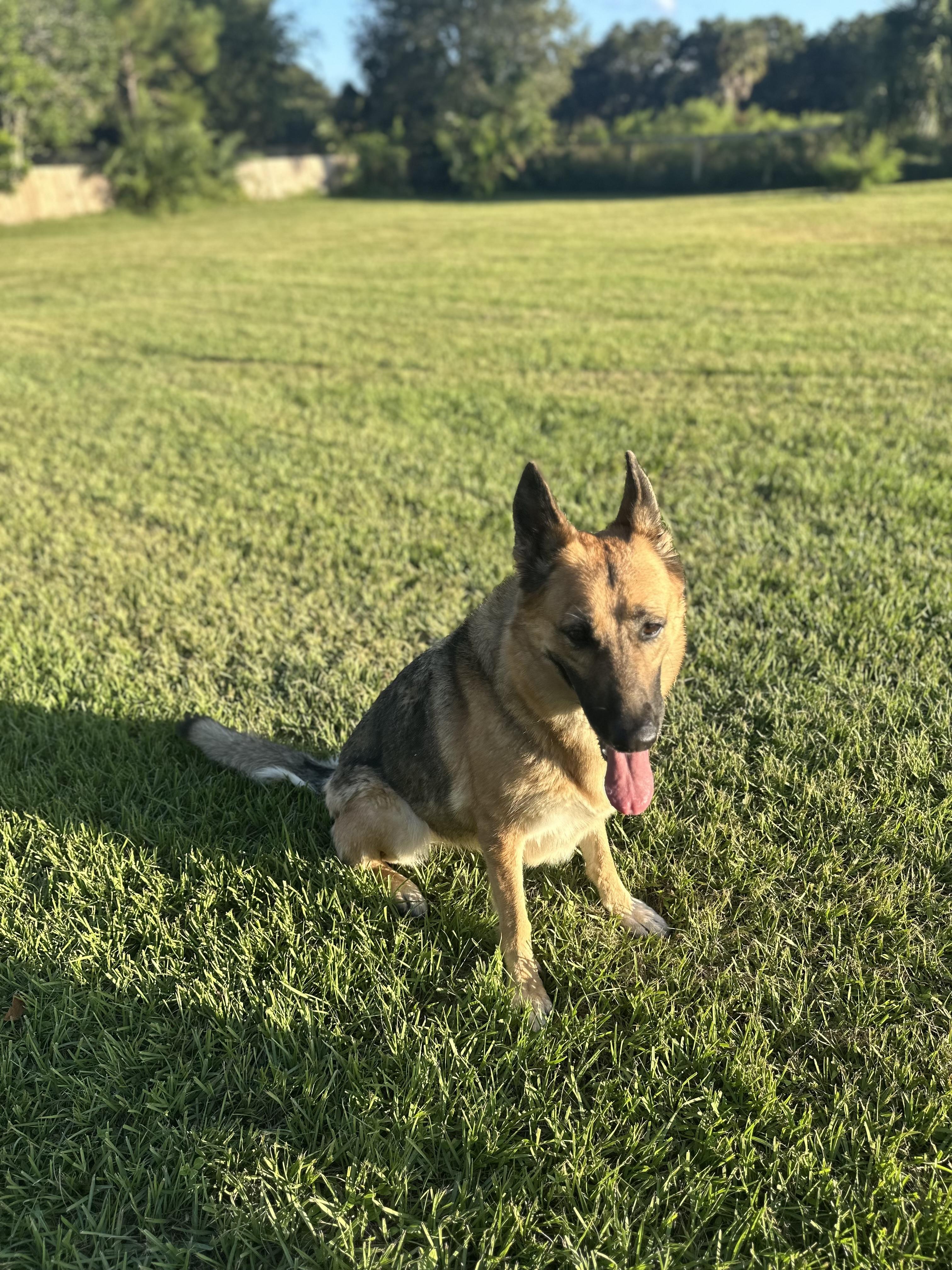 Storm, a Adoptable German Shepherd Dog in Port Saint Lucie, FL image 2/5