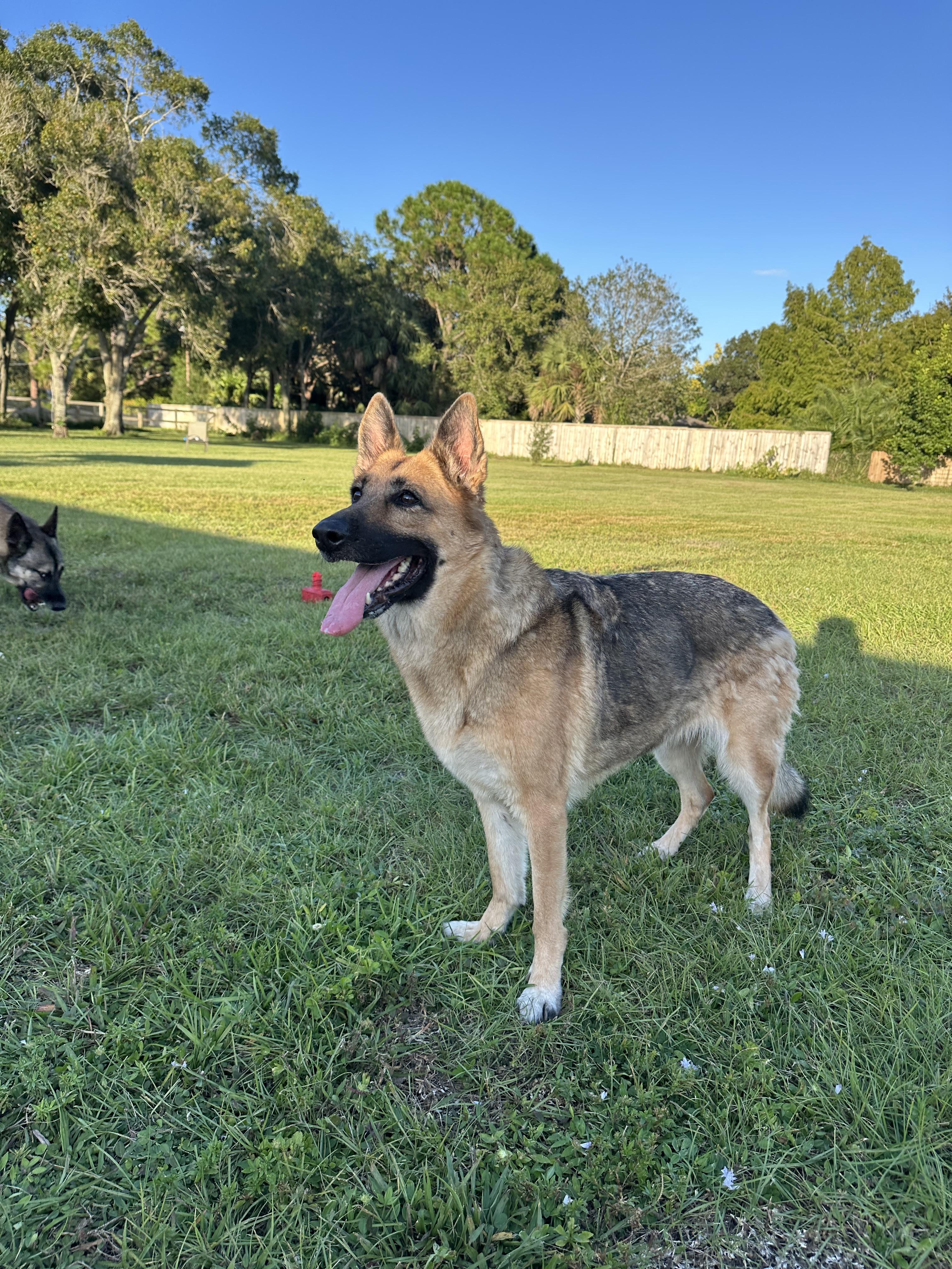 Storm, a Adoptable German Shepherd Dog in Port Saint Lucie, FL image 4/5