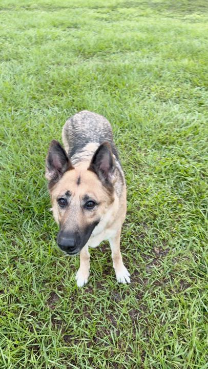 Enlarge Storm, a Adoptable German Shepherd Dog in Port Saint Lucie, FL video 5/5