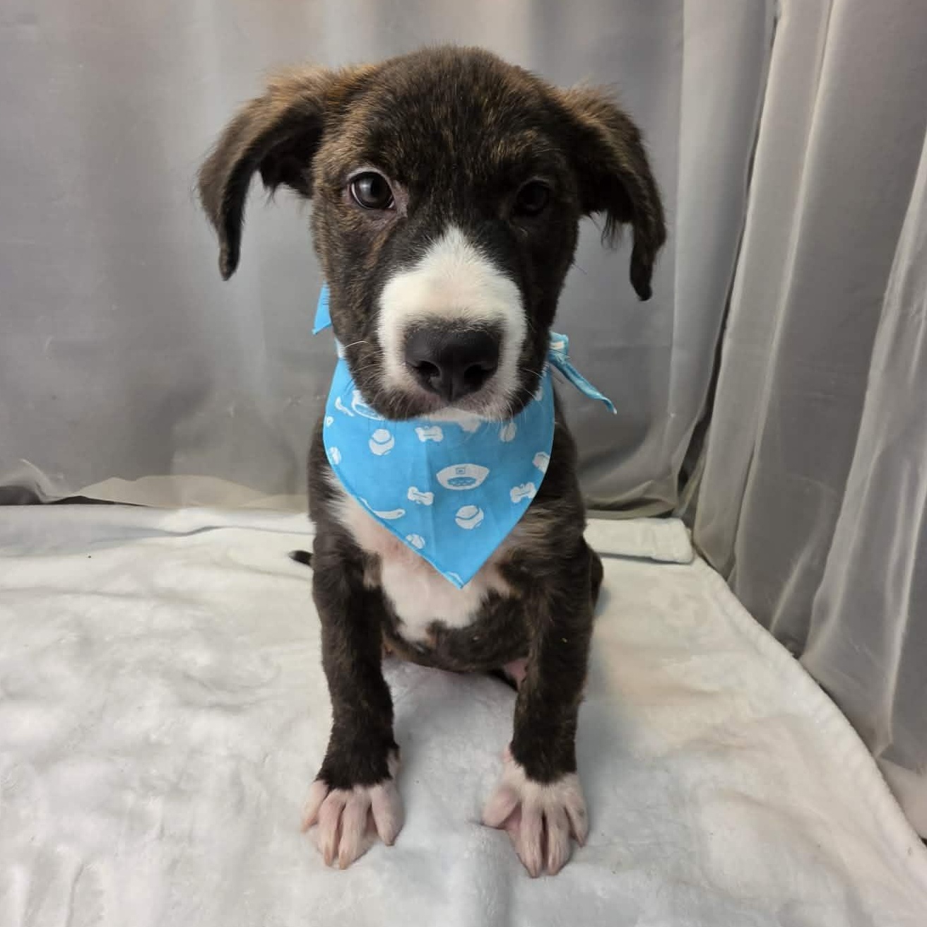 Phoenix, a Adoptable mixed breed in Jackson, MI image 4/6