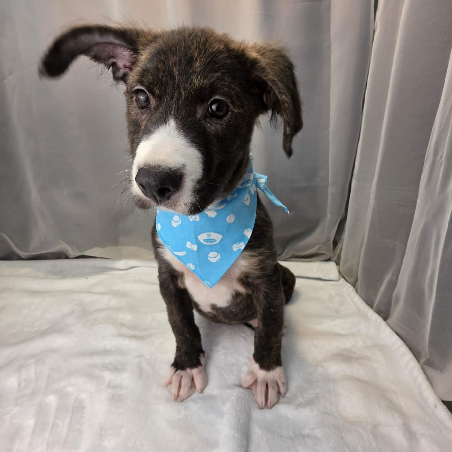 Phoenix, a Adoptable mixed breed in Jackson, MI image 2/6