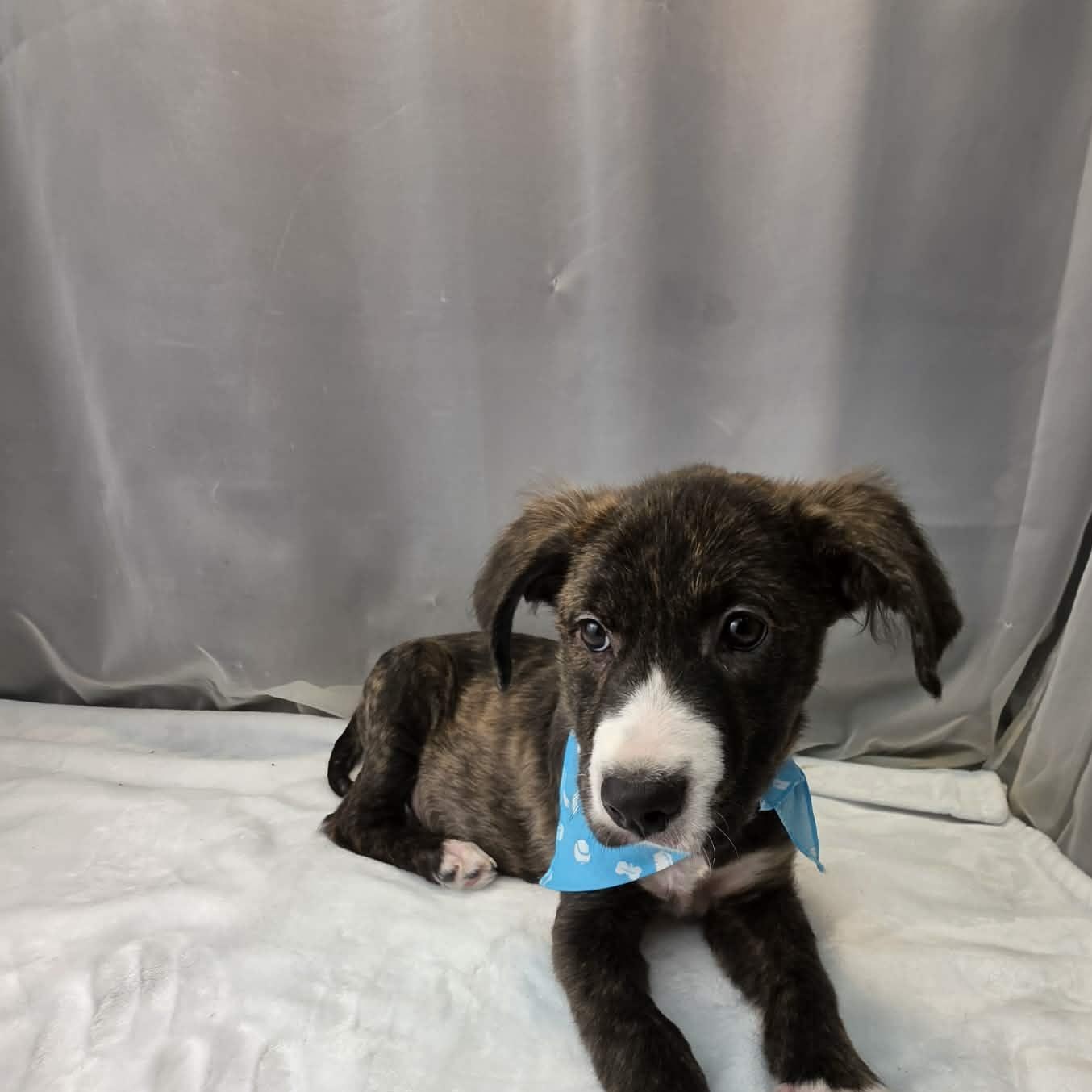 Phoenix, a Adoptable mixed breed in Jackson, MI image 3/6