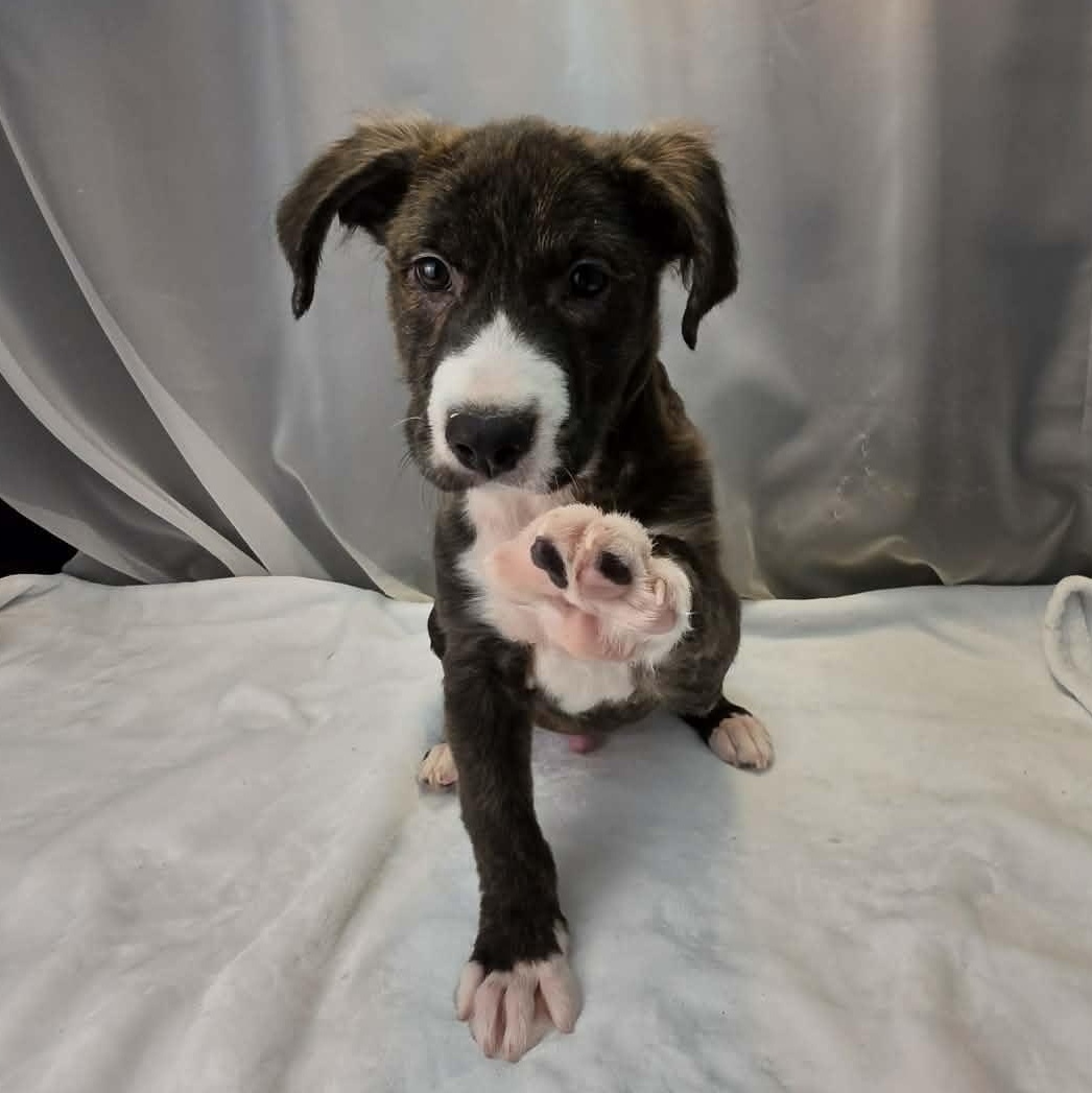 Phoenix, a Adoptable mixed breed in Jackson, MI image 5/6
