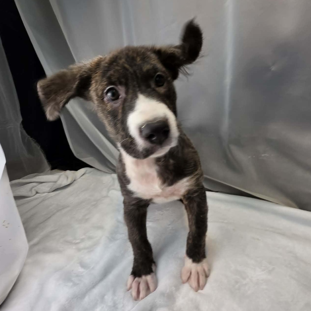 Phoenix, a Adoptable mixed breed in Jackson, MI image 6/6