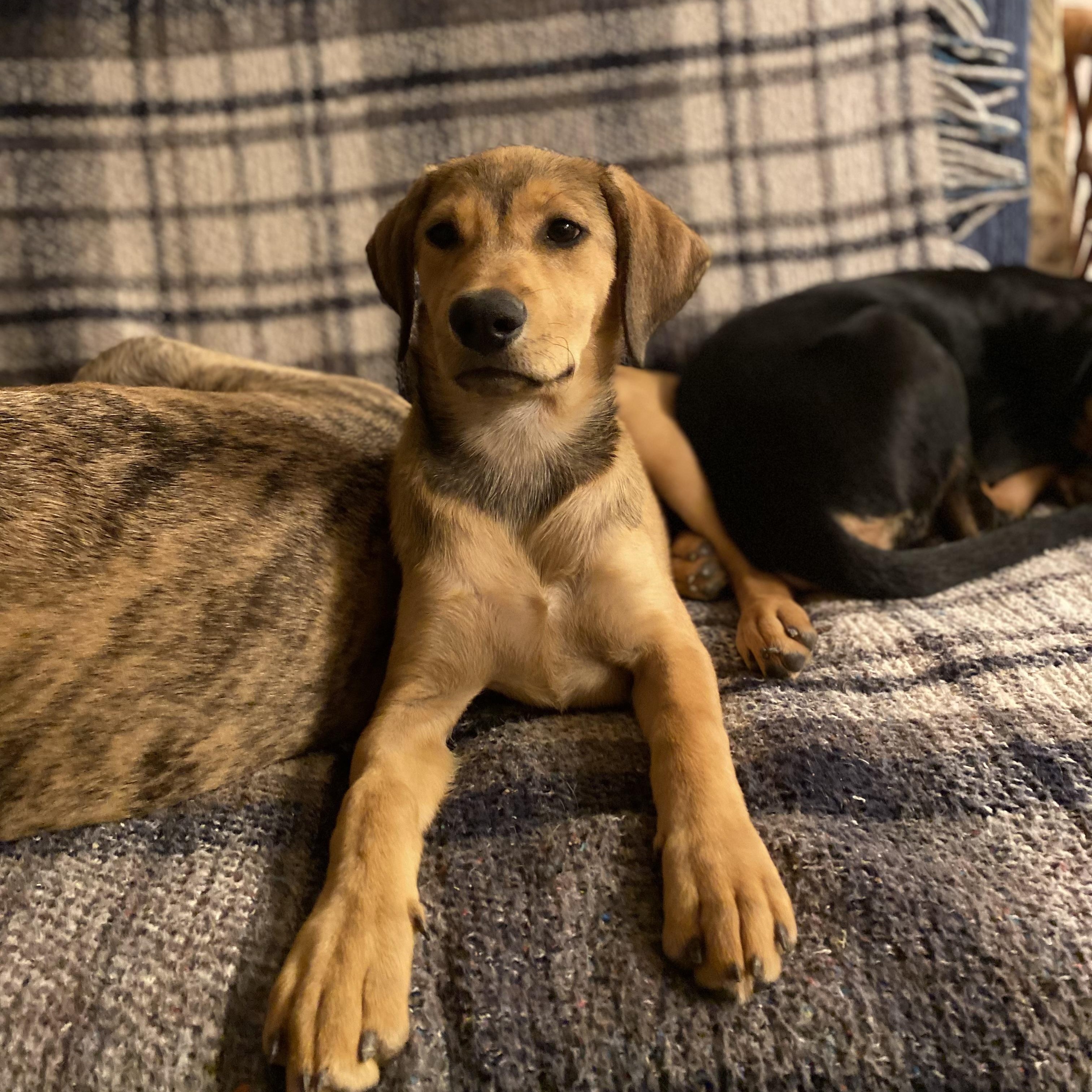 Wrennie, a Adoptable mixed breed in San Diego, CA image 1/6