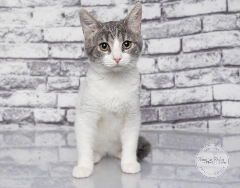 Enlarge Millie, a Adoptable mixed breed in Northport, AL image 3/6
