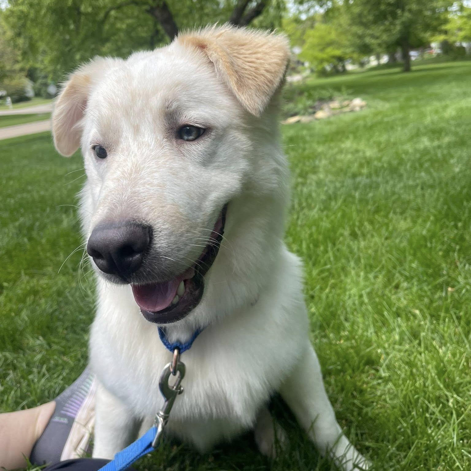 Enlarge Nichols, an adopted mixed breed in Grafton, OH image 3/3