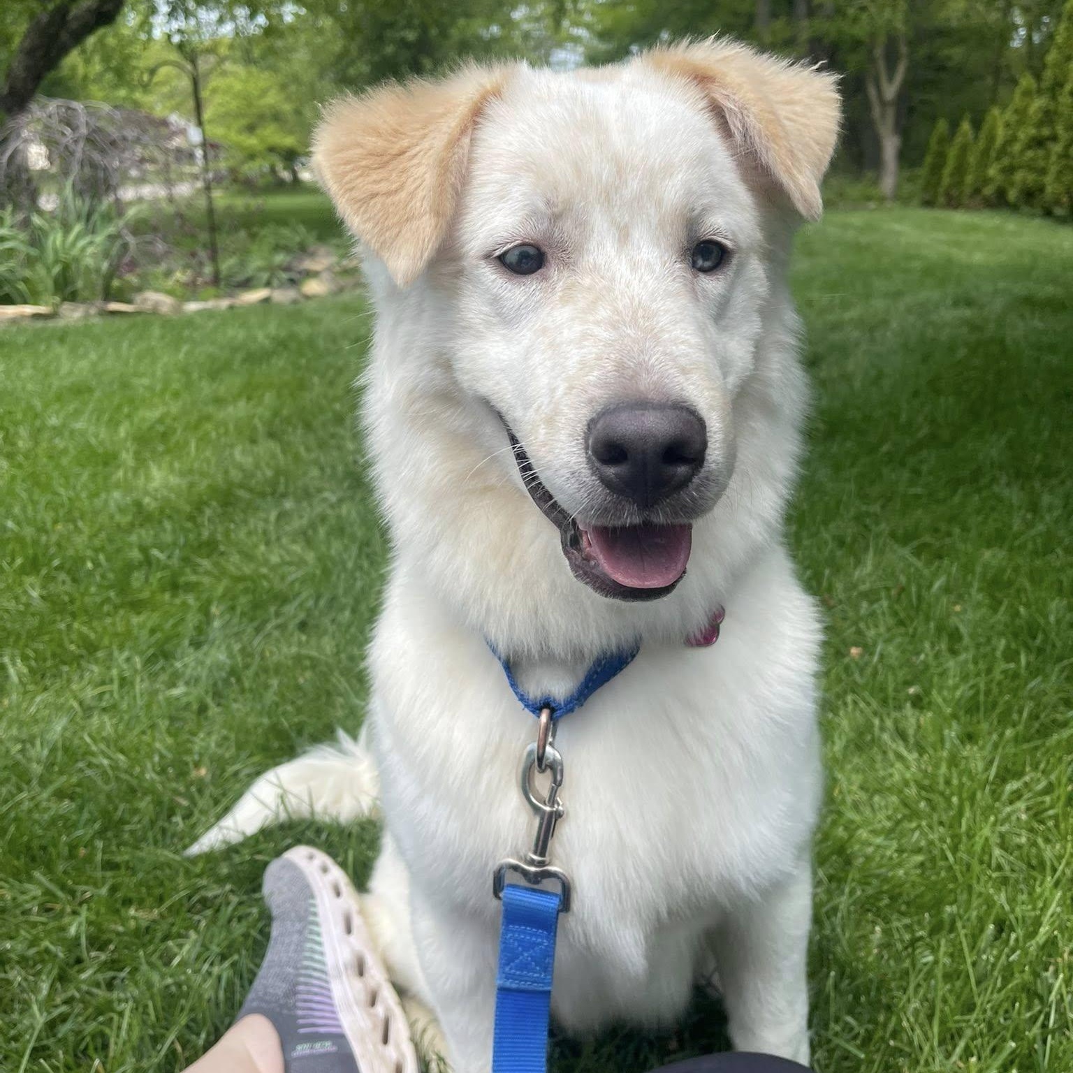 Enlarge Nichols, an adopted mixed breed in Grafton, OH image 1/3